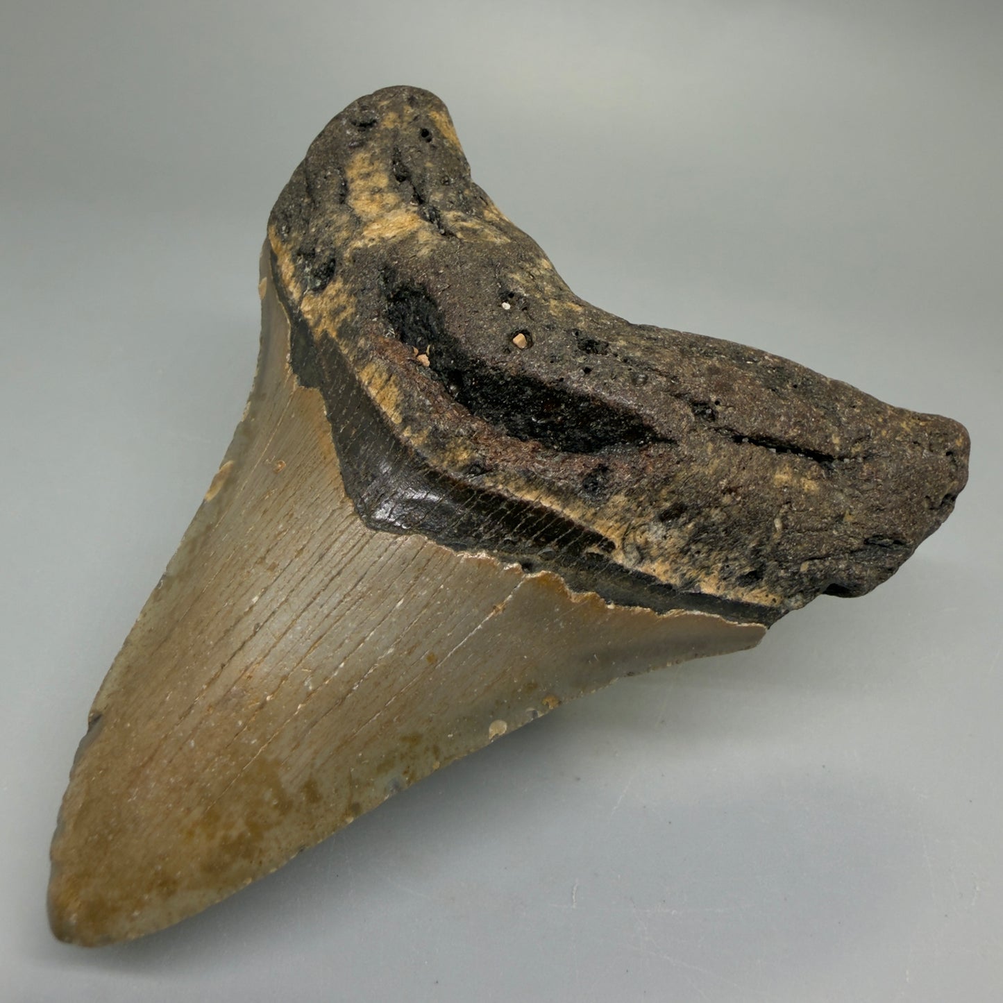 Front Right View Colorful 4.07" Authentic Megalodon Tooth – North Carolina Fossil | Carcharocles megalodon CM6225