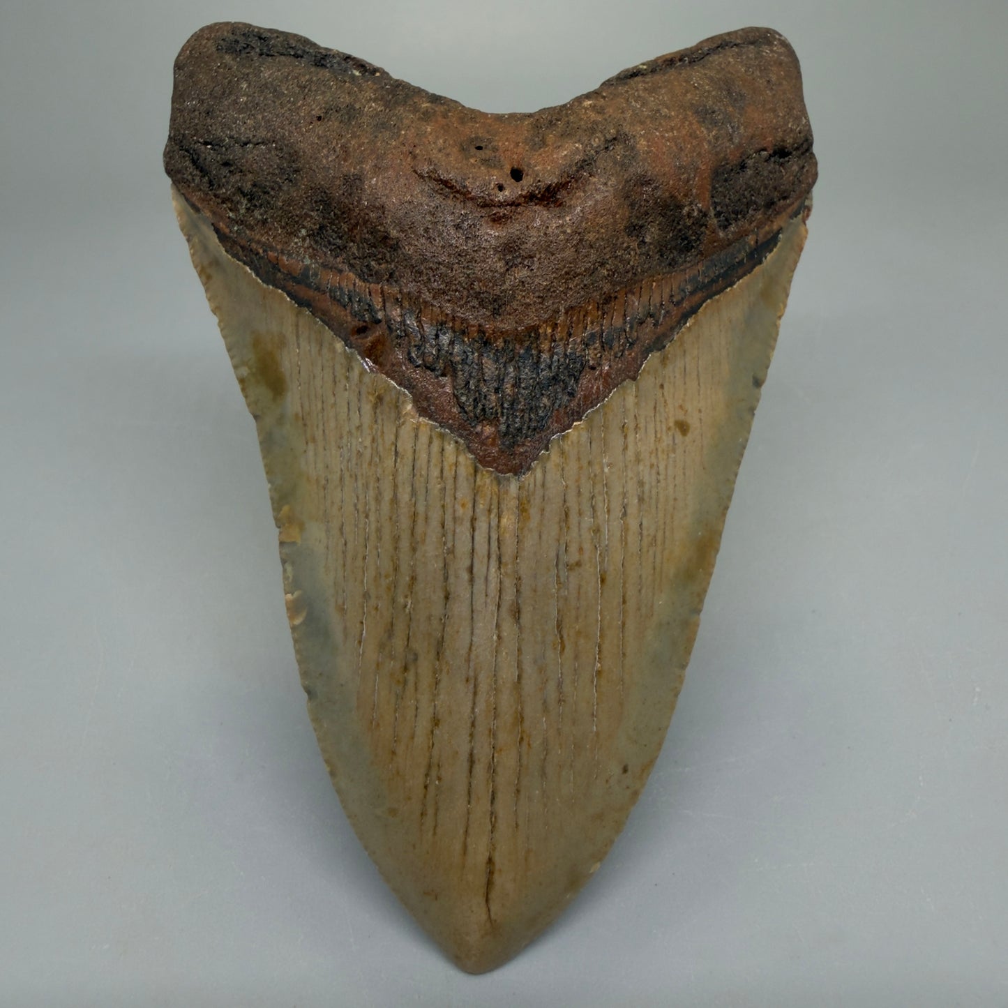 Front View Heart-shaped, symmetric 4.00" Authentic Megalodon Tooth – North Carolina Fossil | Carcharocles megalodon CM6224 - 1