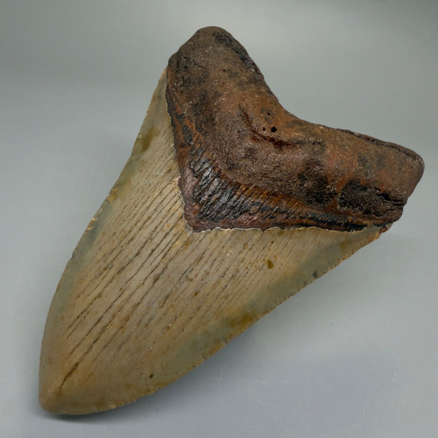 Front  Right View Heart-shaped, symmetric 4.00" Authentic Megalodon Tooth – North Carolina Fossil | Carcharocles megalodon CM6224
