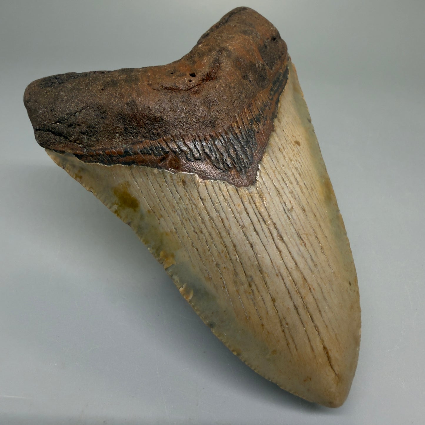 Front Left View Heart-shaped, symmetric 4.00" Authentic Megalodon Tooth – North Carolina Fossil | Carcharocles megalodon CM6224