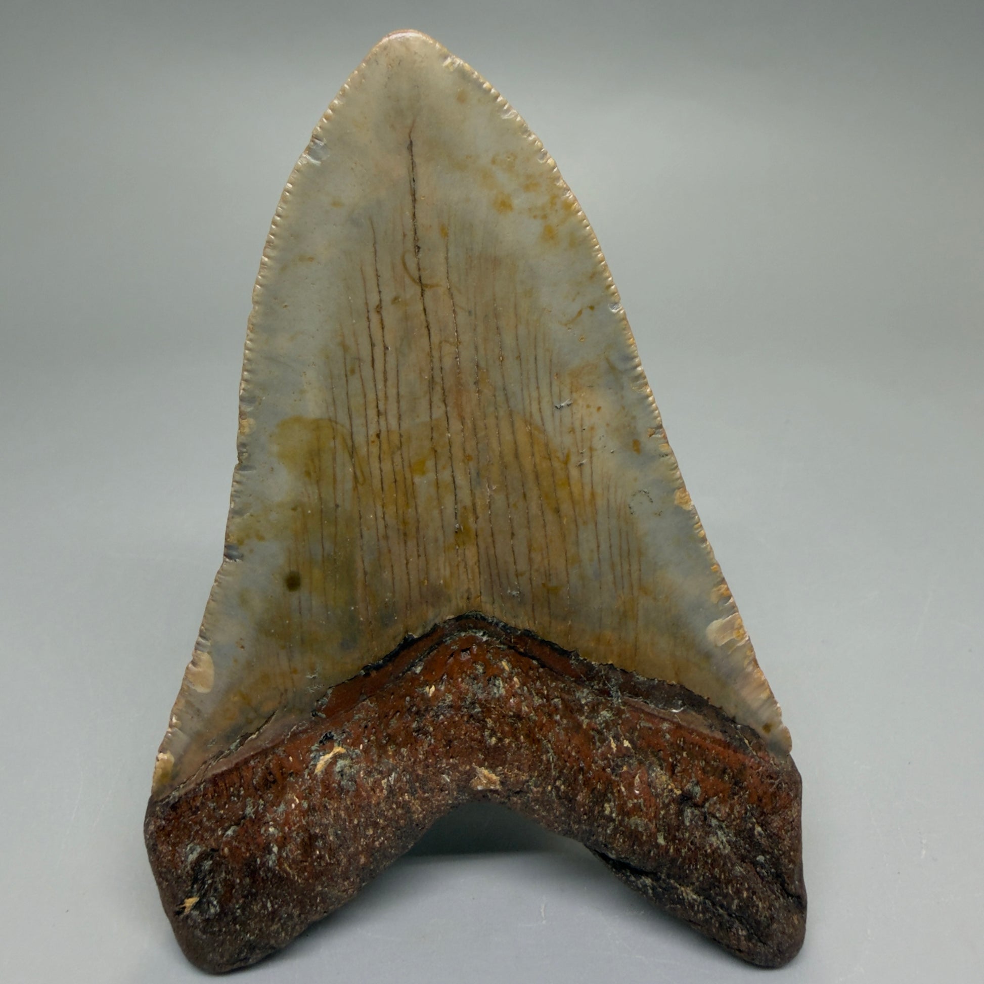 Back View Heart-shaped, symmetric 4.00" Authentic Megalodon Tooth – North Carolina Fossil | Carcharocles megalodon CM6224