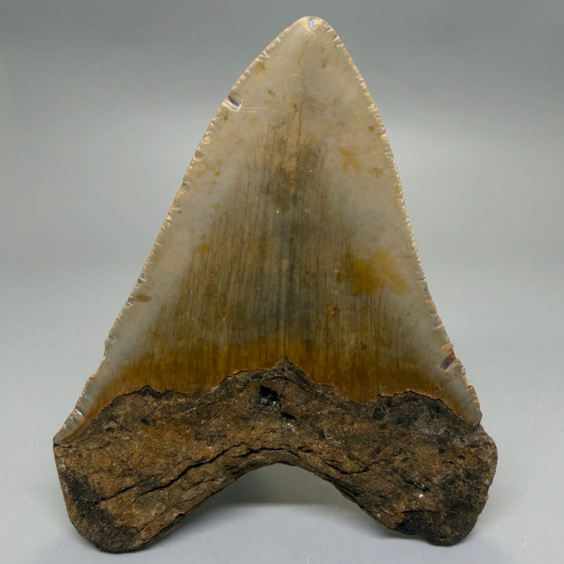 Back View Heart-shaped 4.52" Authentic Megalodon Tooth – North Carolina Fossil | Carcharocles megalodon CM6230