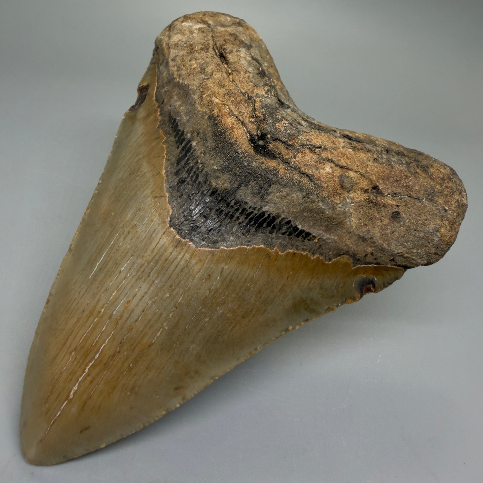 Front Right View Heart-shaped 4.52" Authentic Megalodon Tooth – North Carolina Fossil | Carcharocles megalodon CM6230