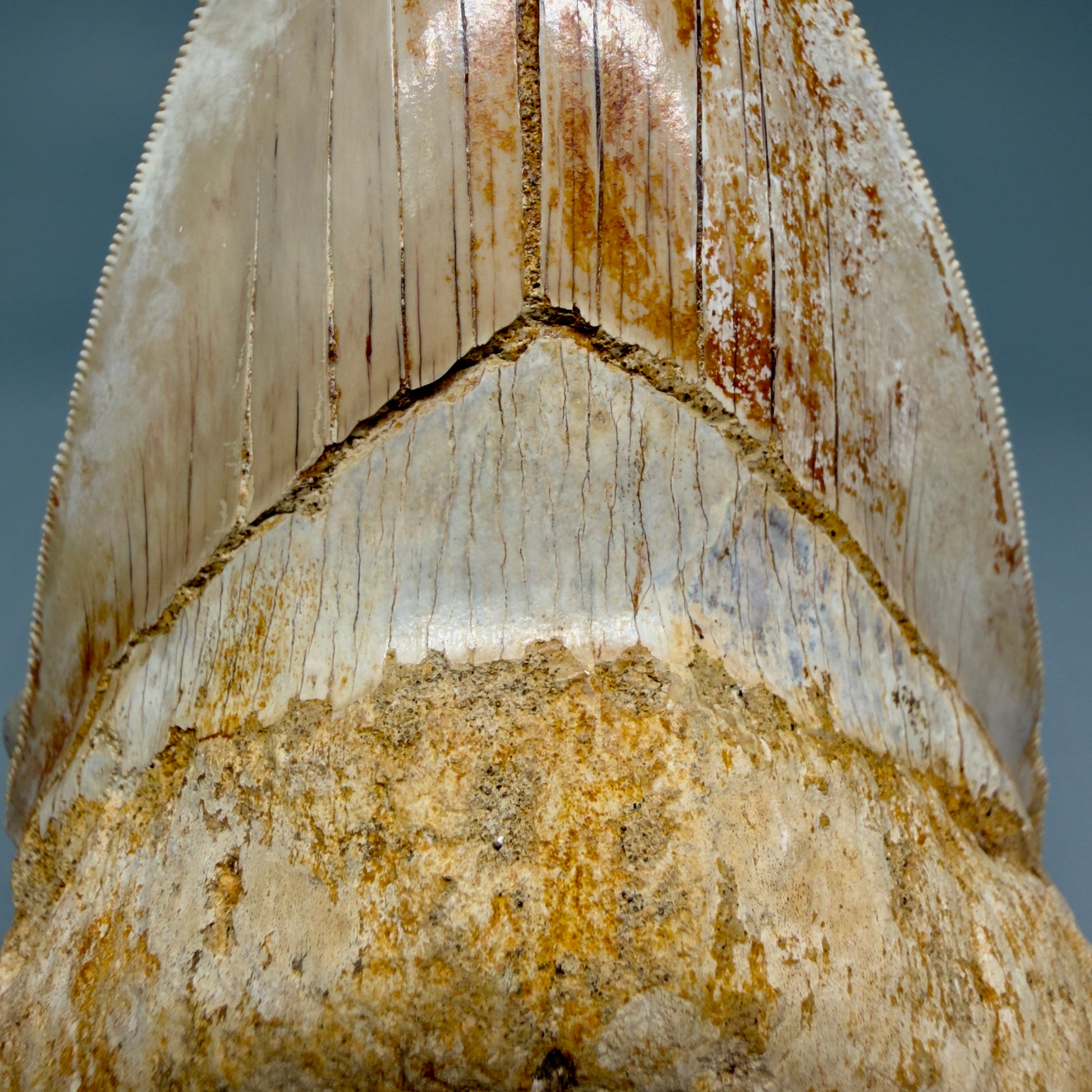 Bourlette Details Collector's Quality, colorful lower 4.85″ Colorful Megalodon Tooth – West Java Indonesia CM5843