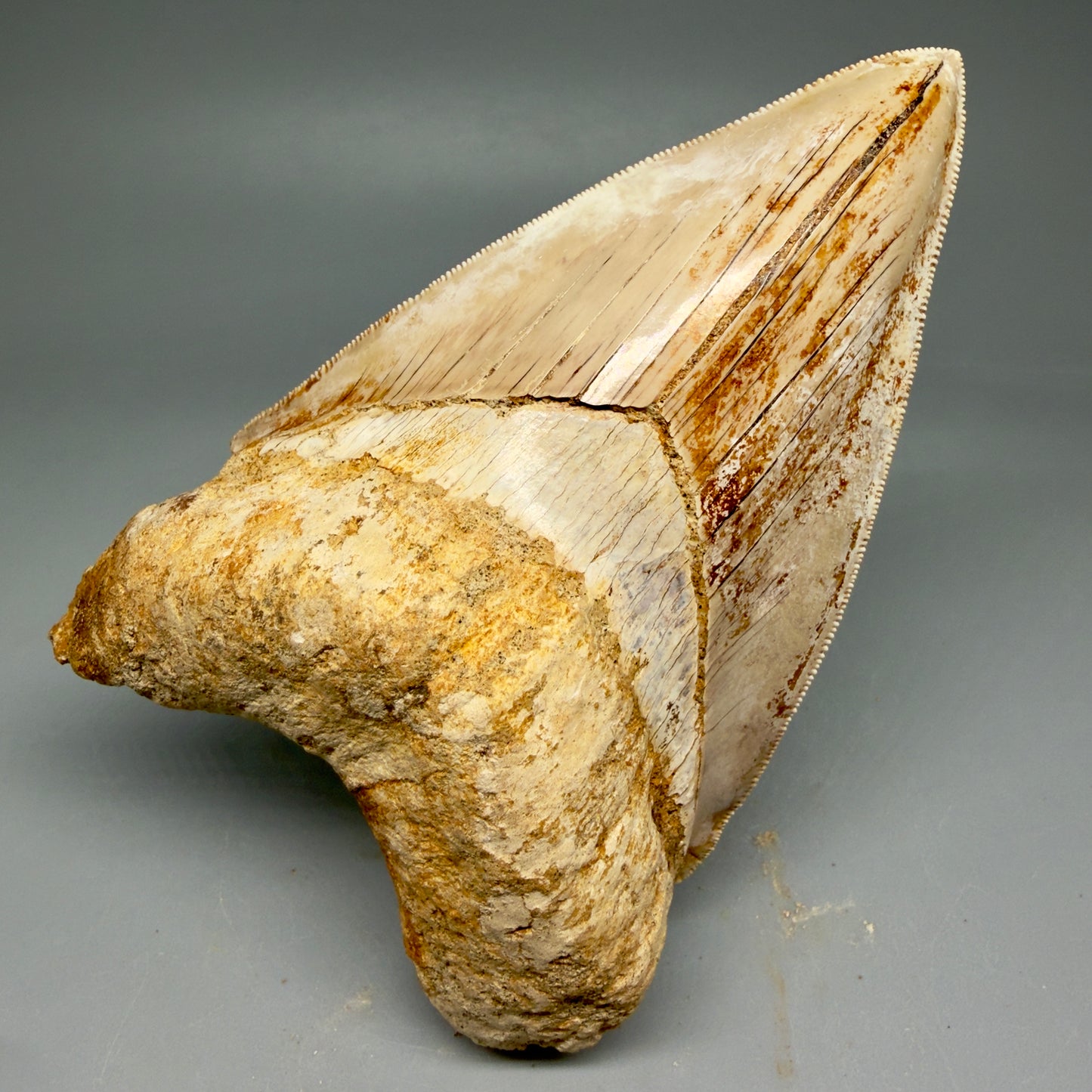Front View Collector's Quality, colorful lower 4.85″ Colorful Megalodon Tooth – West Java Indonesia CM5843 - 2