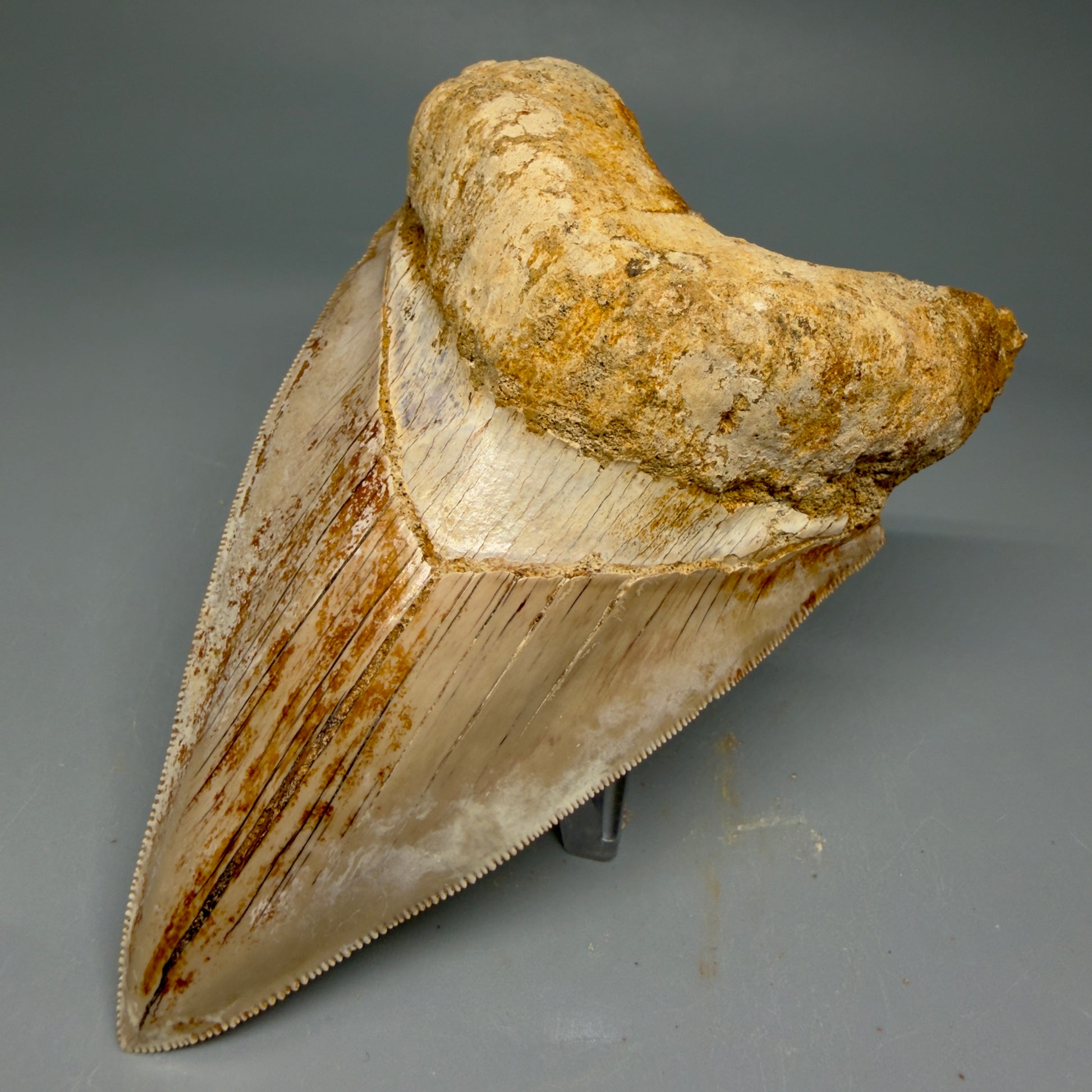 Front Right View Collector's Quality, colorful lower 4.85″ Colorful Megalodon Tooth – West Java Indonesia CM5843
