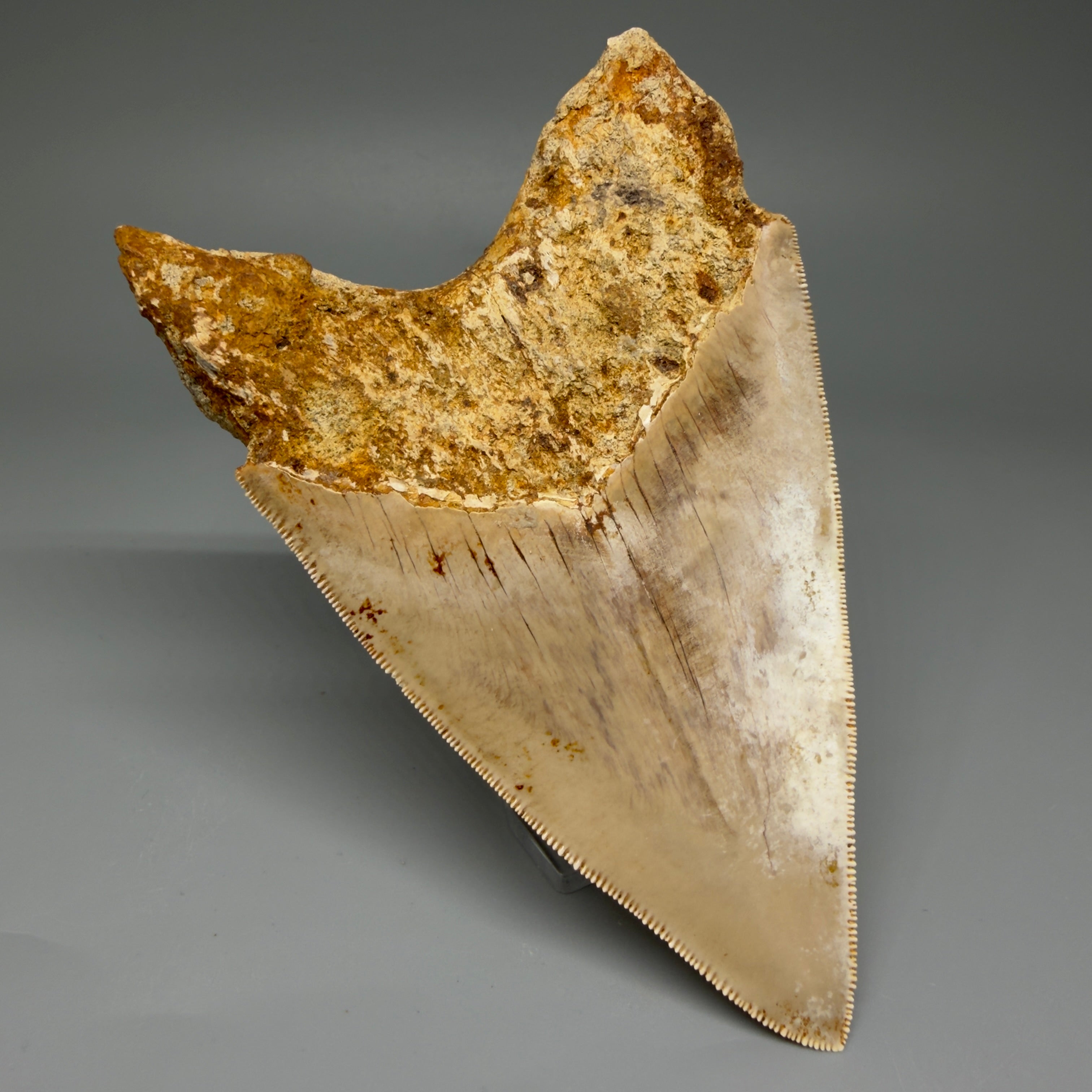 Megalodon Teeth - Best Sellers of Fossil Shark Teeth