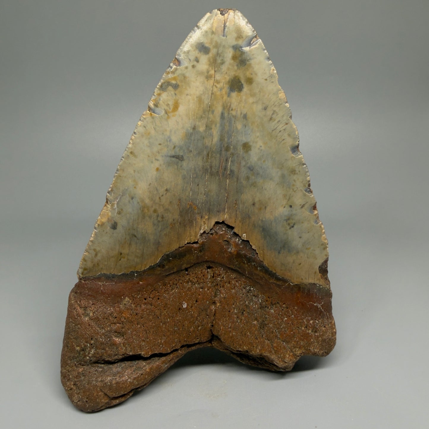HUGE 6.24" Fossil Megalodon Shark Tooth - Wilmington North Carolina CM5379 - Back