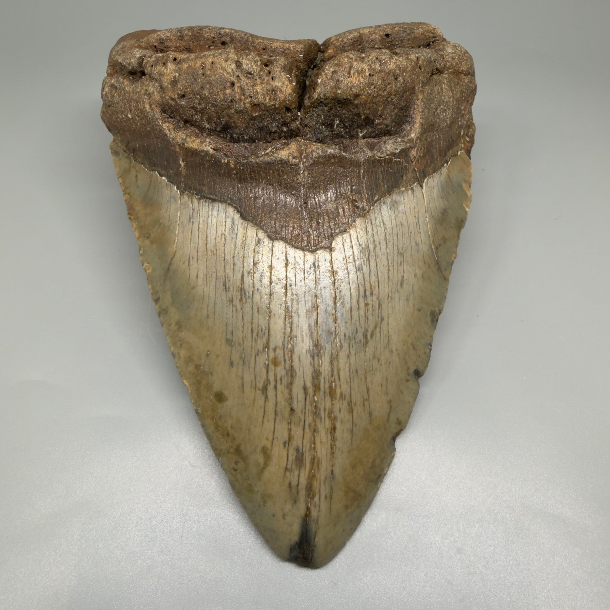 HUGE 6.24" Fossil Megalodon Shark Tooth - Wilmington North Carolina CM5379 - Front 1