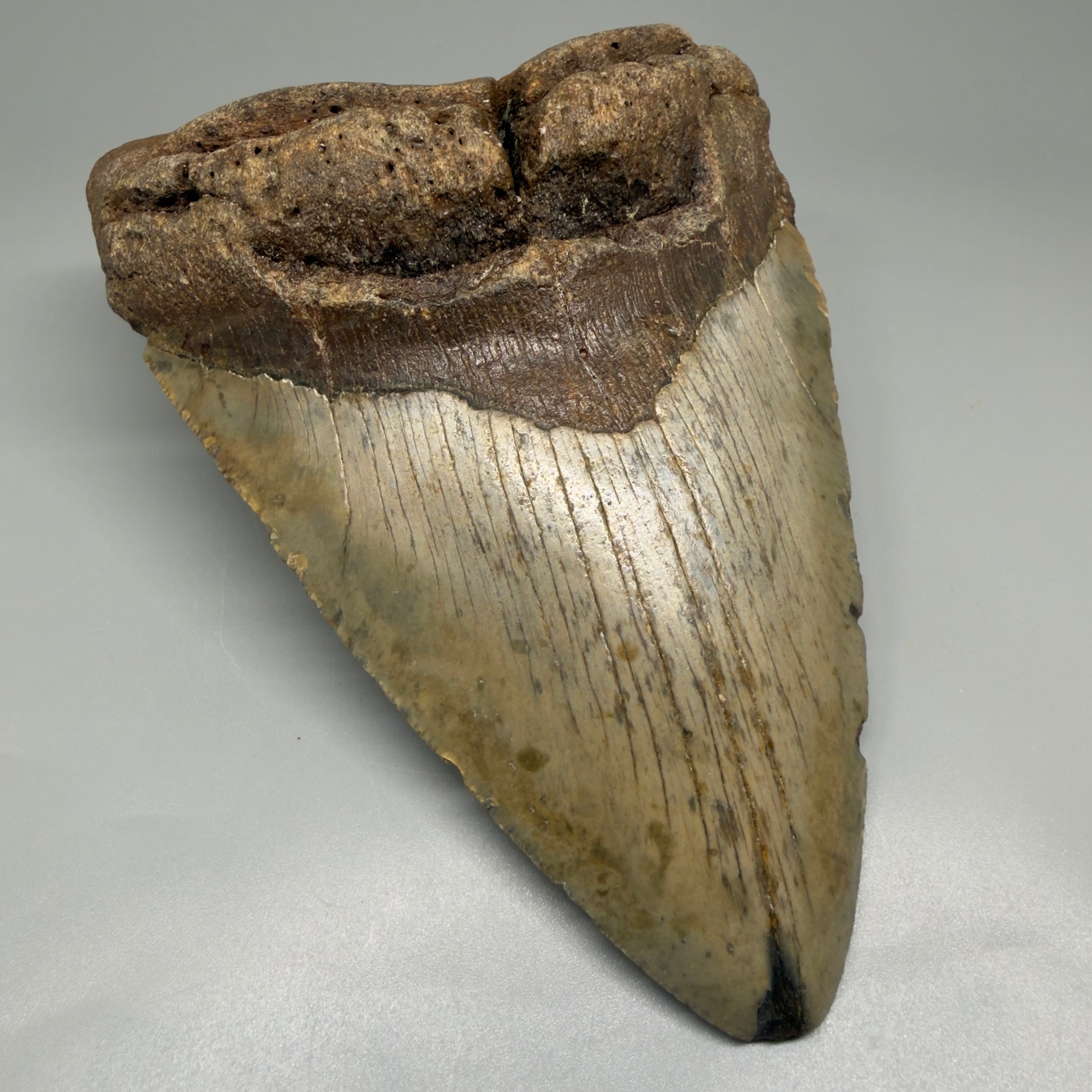 HUGE 6.24" Fossil Megalodon Shark Tooth - Wilmington North Carolina CM5379 - Front Left