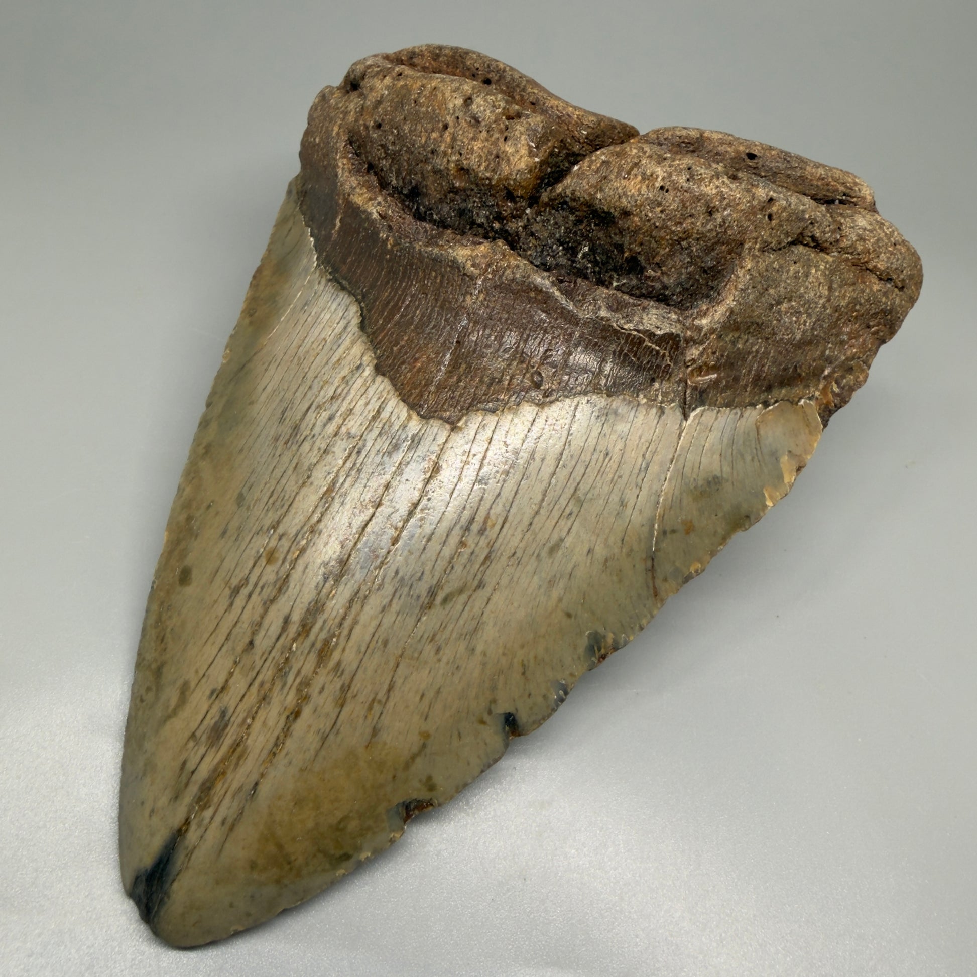 HUGE 6.24" Fossil Megalodon Shark Tooth - Wilmington North Carolina CM5379 - Front Right