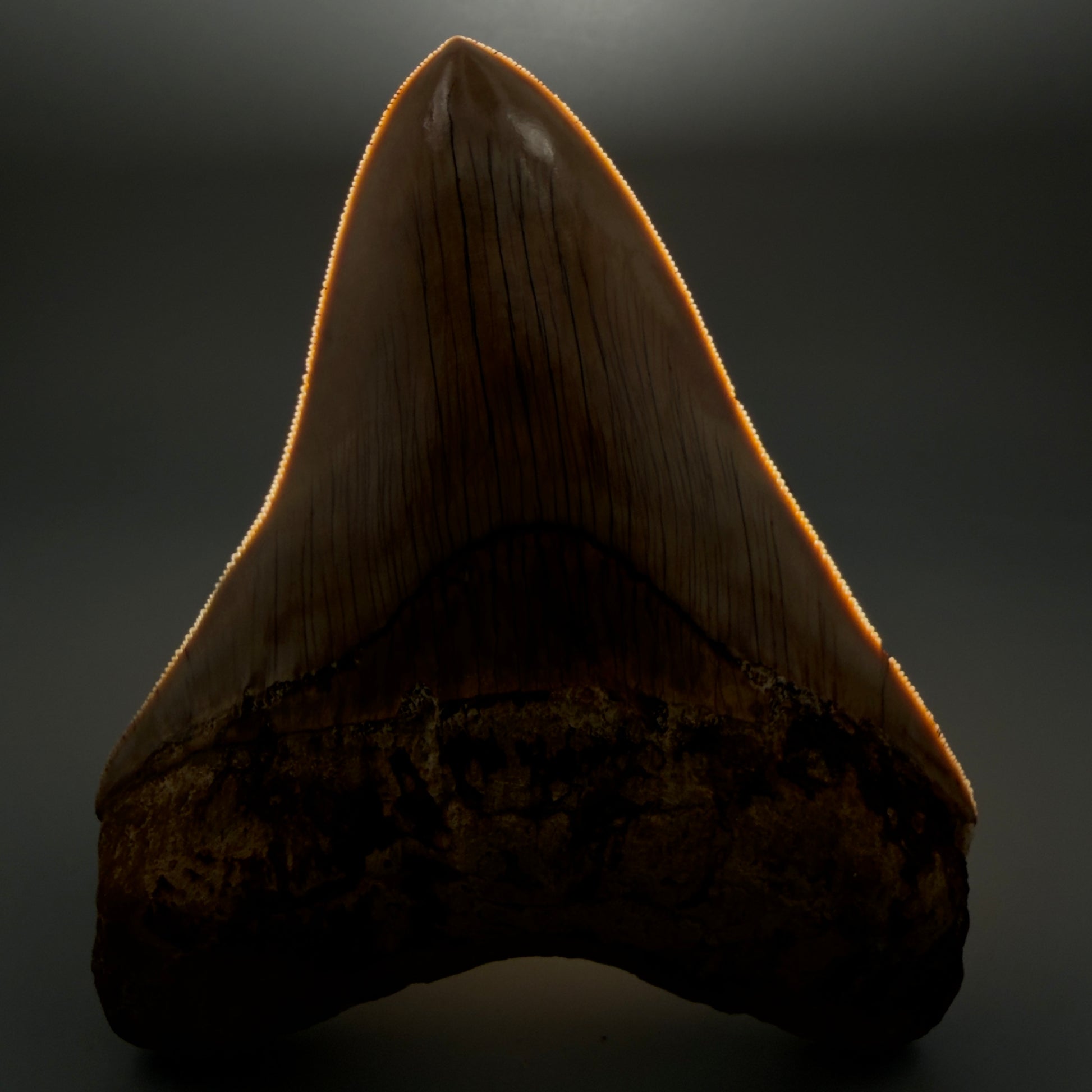 Front View Collector's Quality, colorful 5.06″ Colorful Megalodon Tooth – West Java Indonesia CM5844 - 2