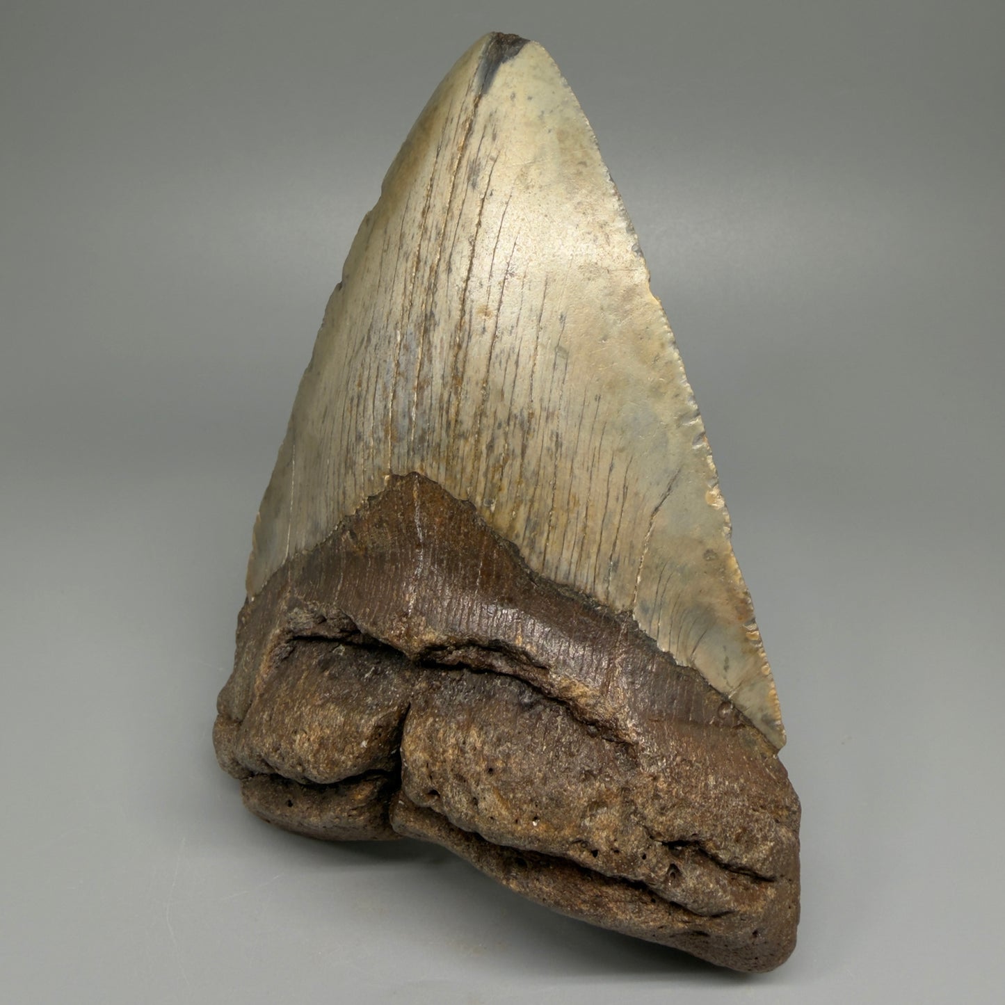 HUGE 6.24" Fossil Megalodon Shark Tooth - Wilmington North Carolina CM5379 - Front Right 1