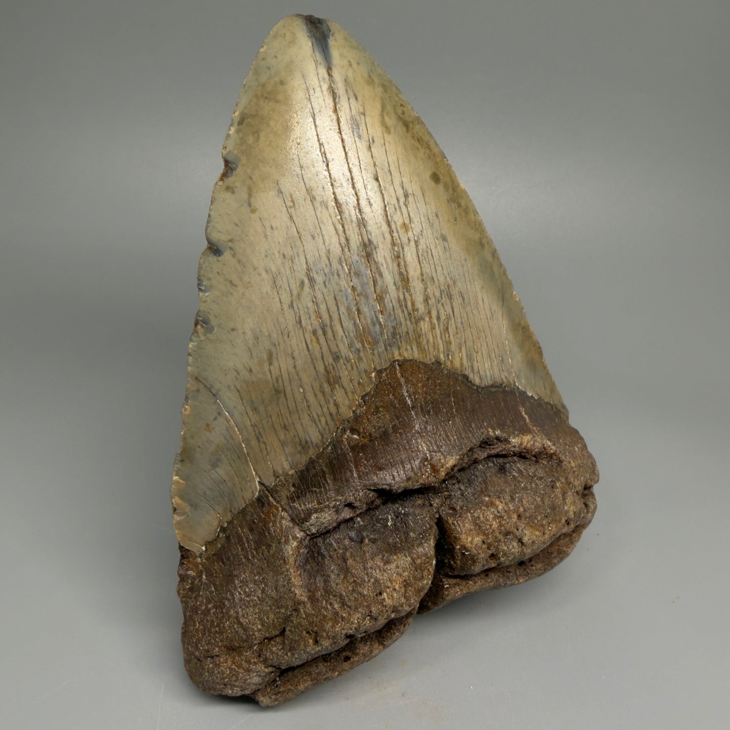 HUGE 6.24" Fossil Megalodon Shark Tooth - Wilmington North Carolina CM5379 - Front Left 1