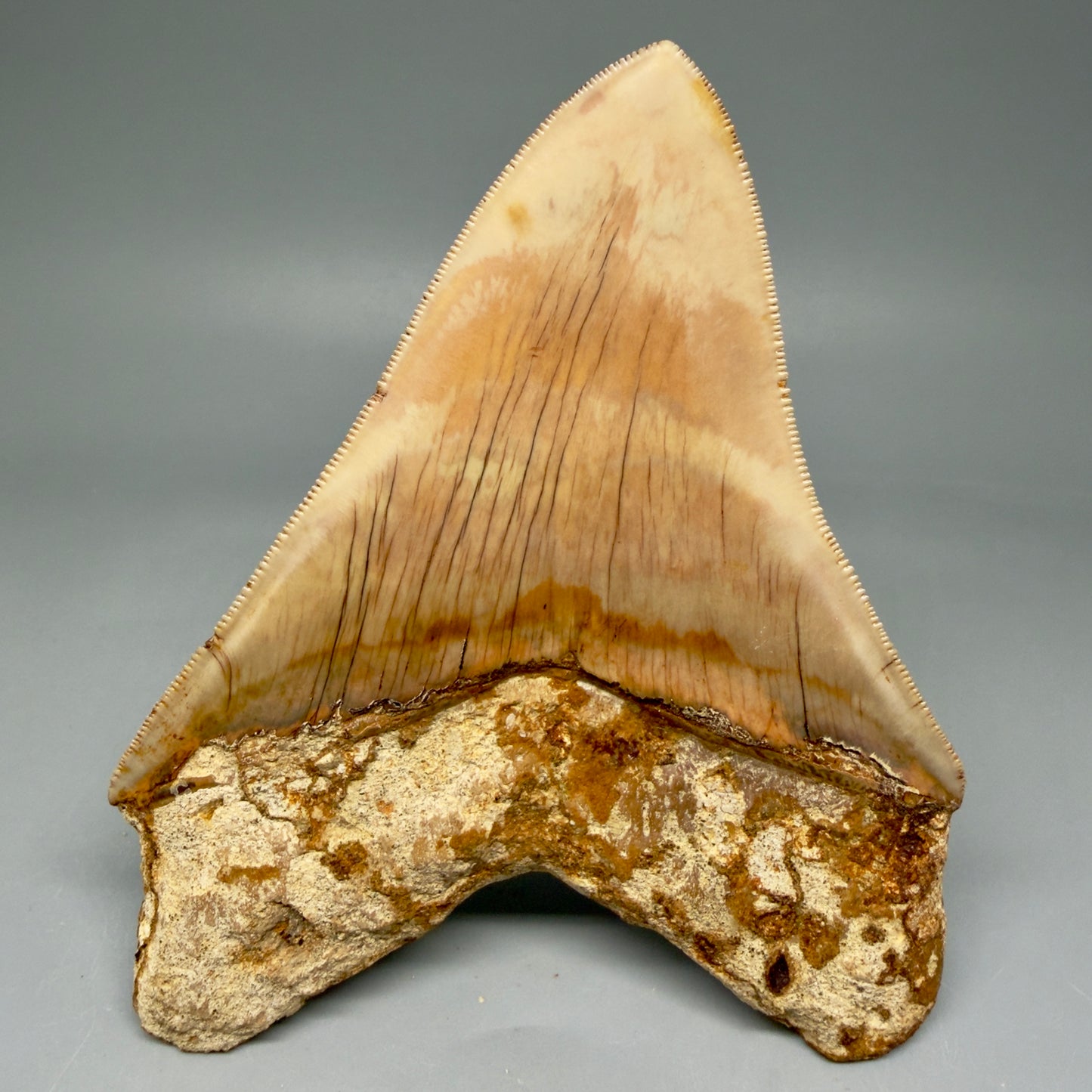 Back View Collector's Quality, colorful 5.06″ Colorful Megalodon Tooth – West Java Indonesia CM5844
