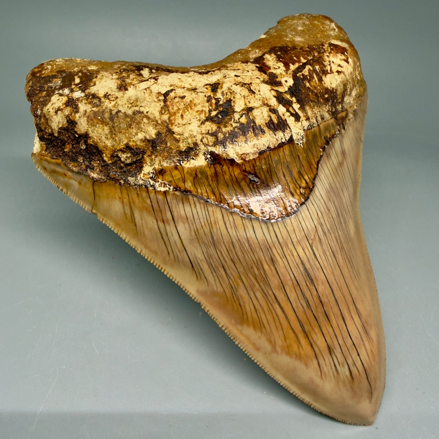 Front Left View Collector's Quality, colorful 5.06″ Colorful Megalodon Tooth – West Java Indonesia CM5844