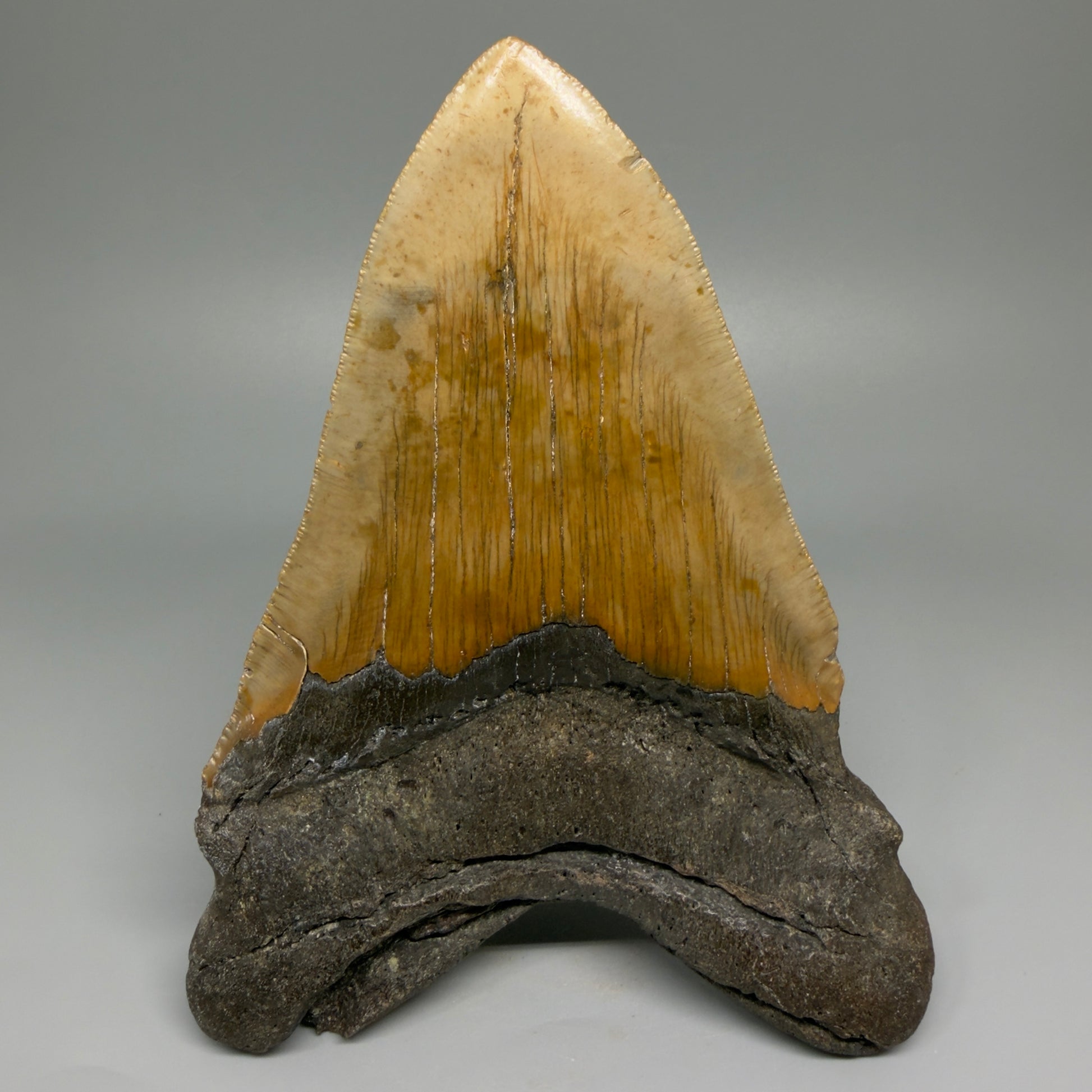 HUGE 6.26" Fossil Megalodon Shark Tooth - Wilmington North Carolina CM5380 - Back 