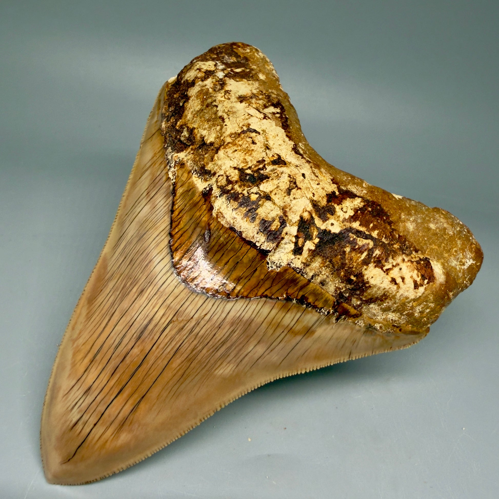 Front Right View Collector's Quality, colorful 5.06″ Colorful Megalodon Tooth – West Java Indonesia CM5844