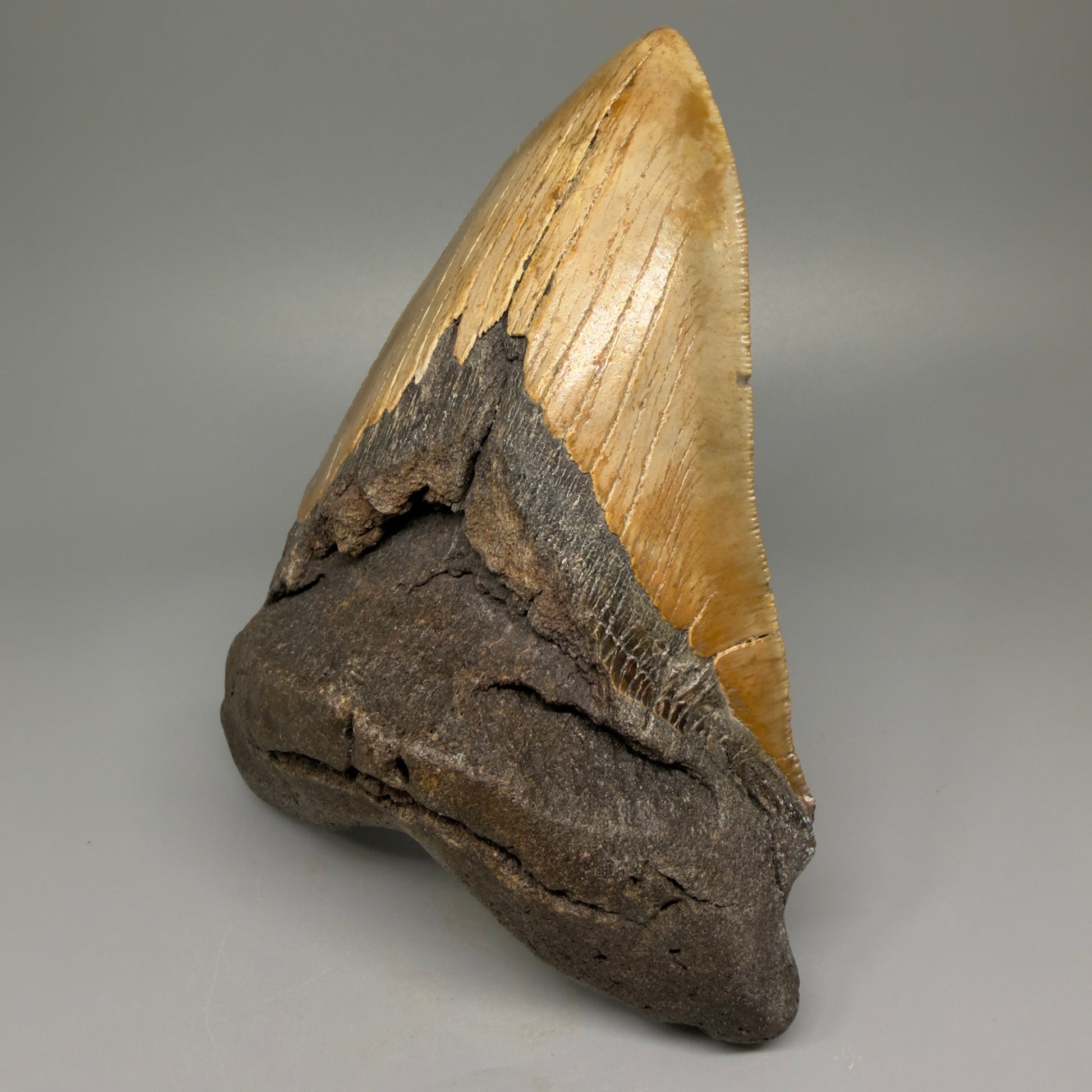 HUGE 6.26" Fossil Megalodon Shark Tooth - Wilmington North Carolina CM5380 - Front Right 1