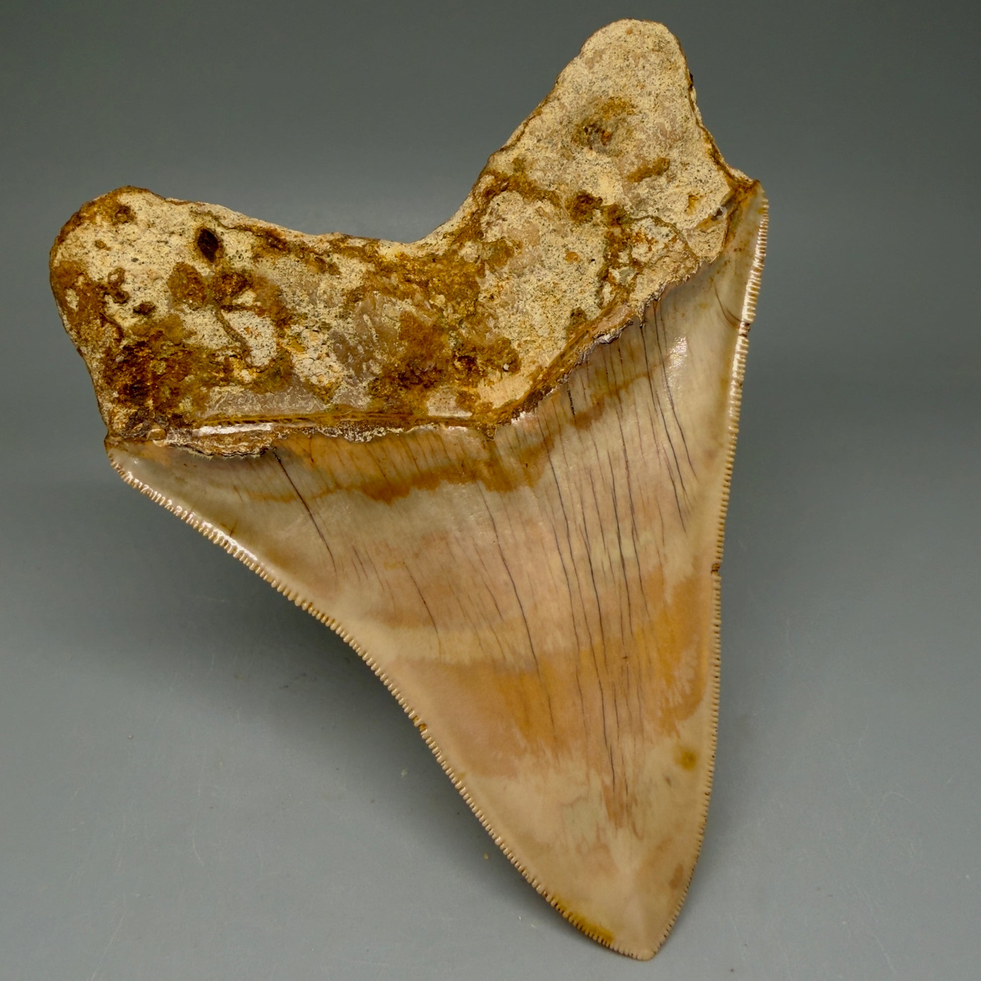 Back Left View Collector's Quality, colorful 5.06″ Colorful Megalodon Tooth – West Java Indonesia CM5844