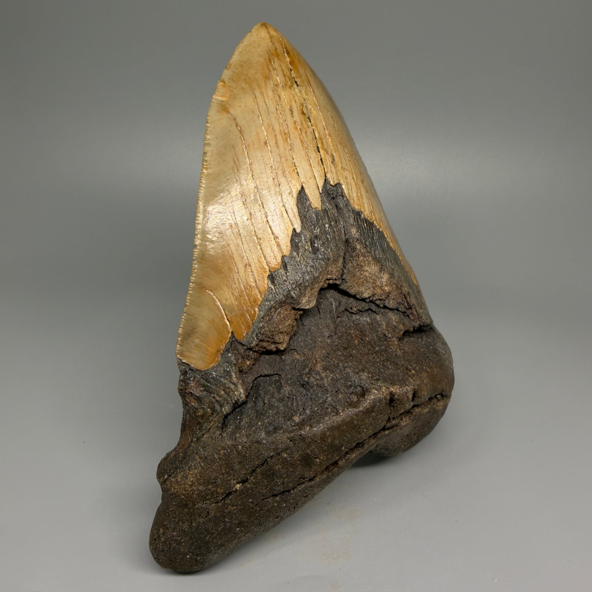 HUGE 6.26" Fossil Megalodon Shark Tooth - Wilmington North Carolina CM5380 - Front Left 1