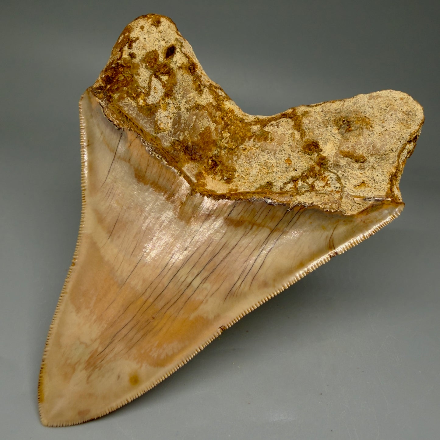 Back Right View Collector's Quality, colorful 5.06″ Colorful Megalodon Tooth – West Java Indonesia CM5844