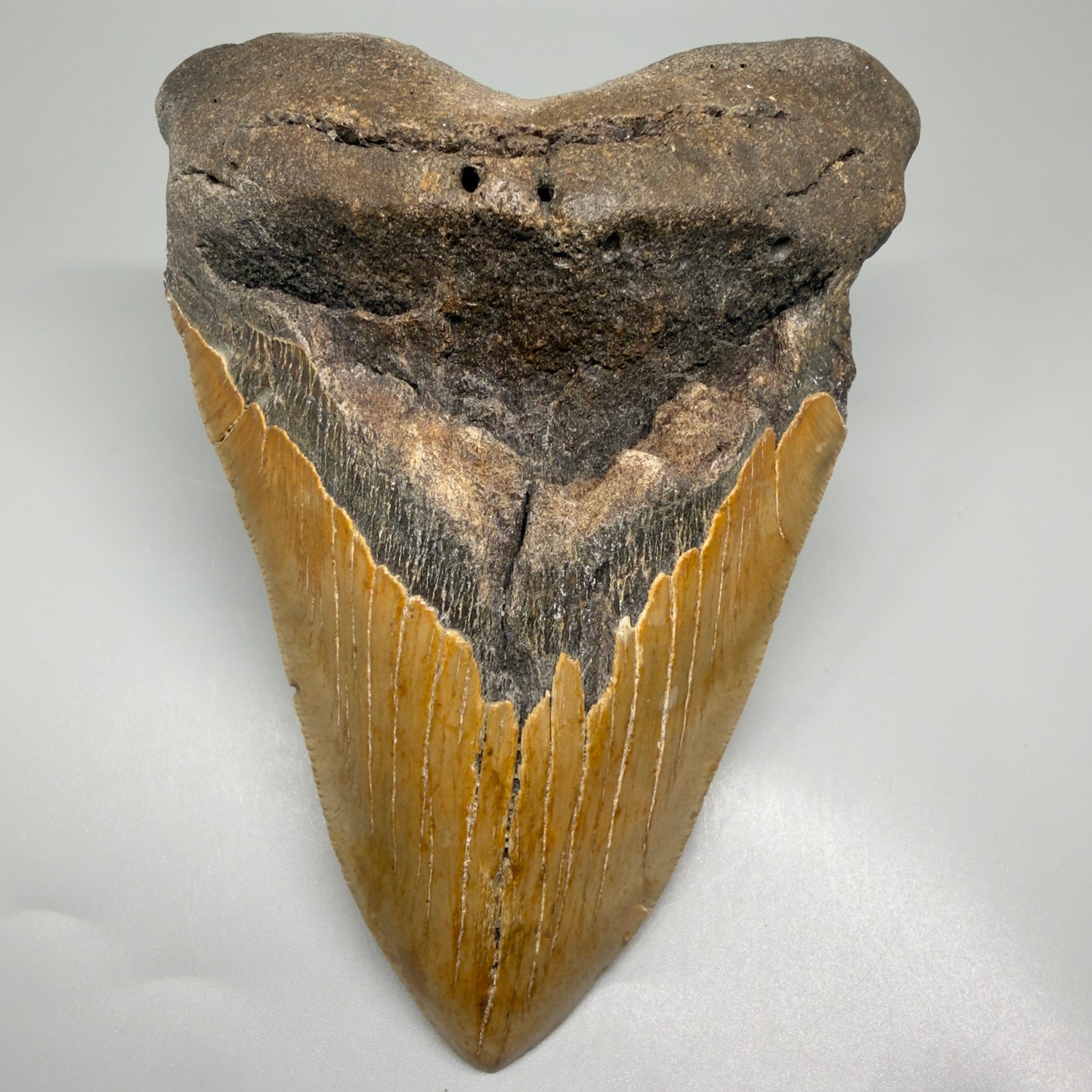 HUGE 6.26" Fossil Megalodon Shark Tooth - Wilmington North Carolina CM5380 - Front 1