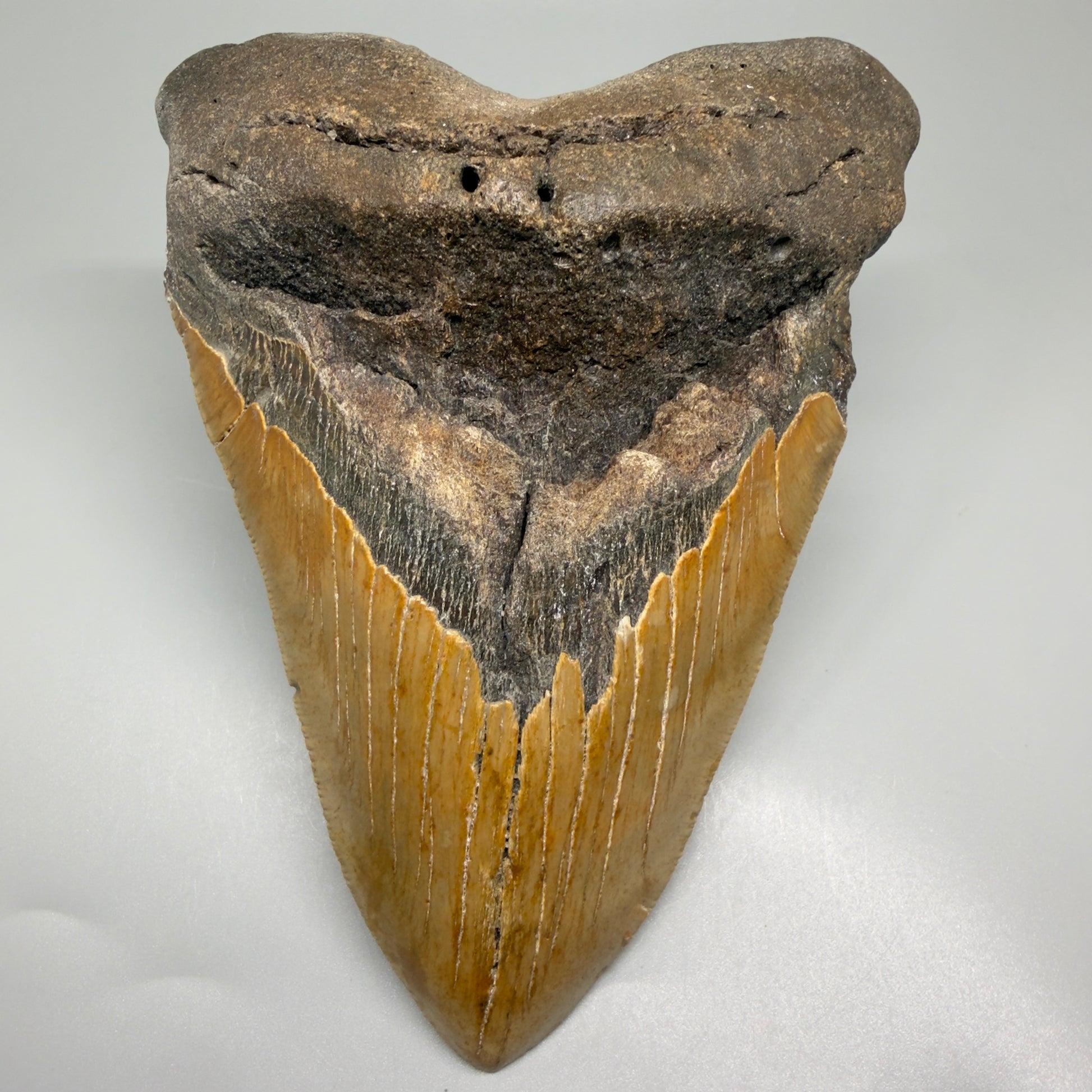 HUGE 6.26" Fossil Megalodon Shark Tooth - Wilmington North Carolina CM5380 - Front 1