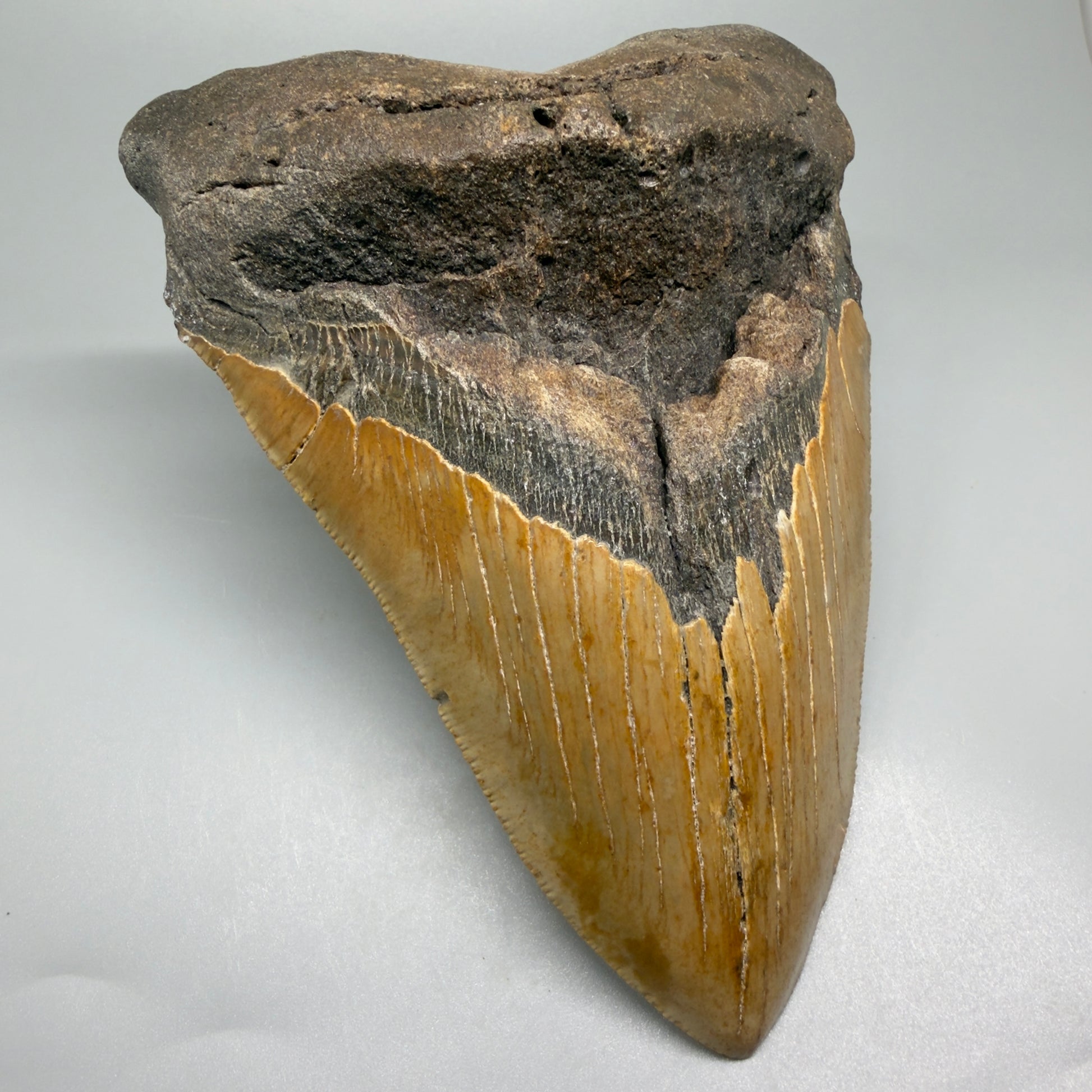 HUGE 6.26" Fossil Megalodon Shark Tooth - Wilmington North Carolina CM5380 - Front Left