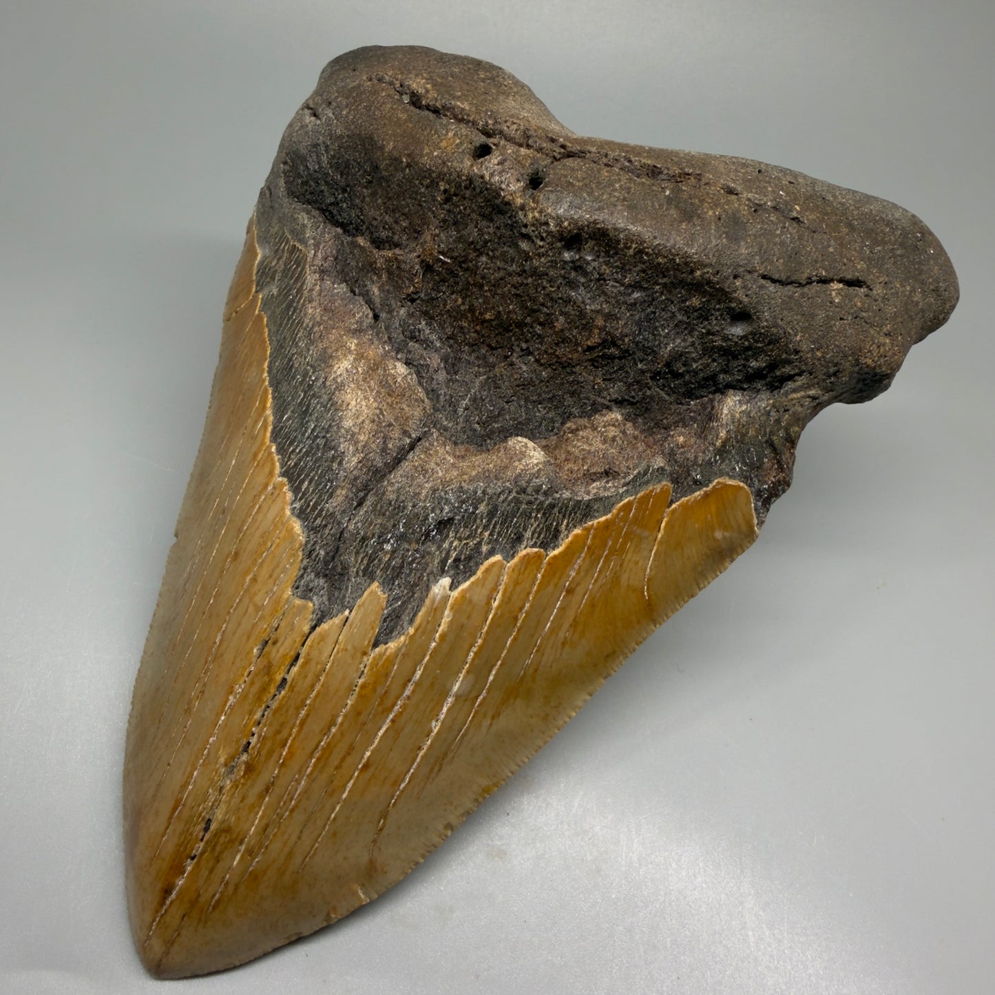 HUGE 6.26" Fossil Megalodon Shark Tooth - Wilmington North Carolina CM5380 - Front Right 