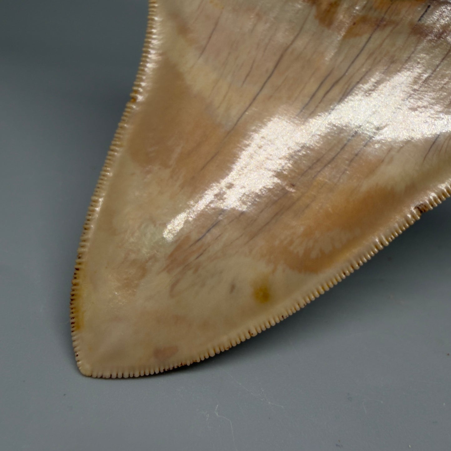 Tip Detail Collector's Quality, colorful 5.06″ Colorful Megalodon Tooth – West Java Indonesia CM5844