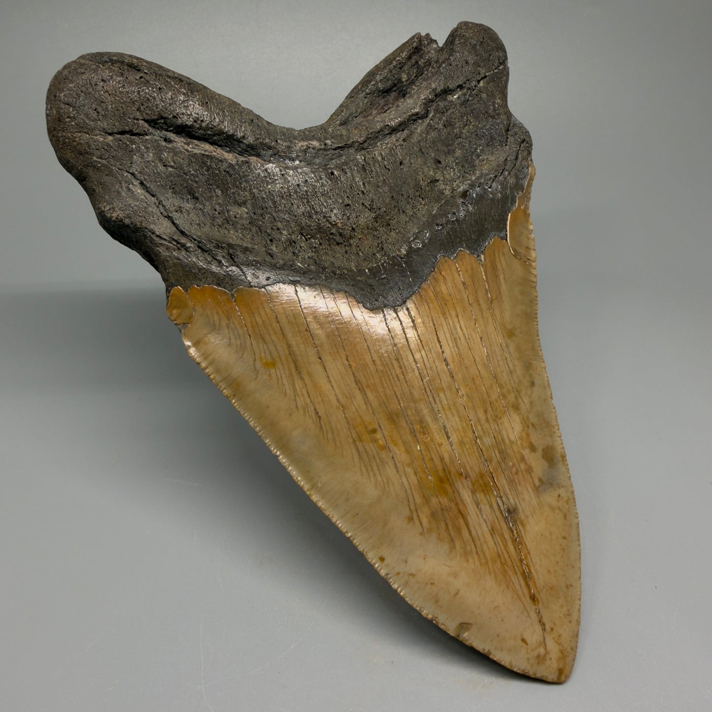 HUGE 6.26" Fossil Megalodon Shark Tooth - Wilmington North Carolina CM5380 - Back Left