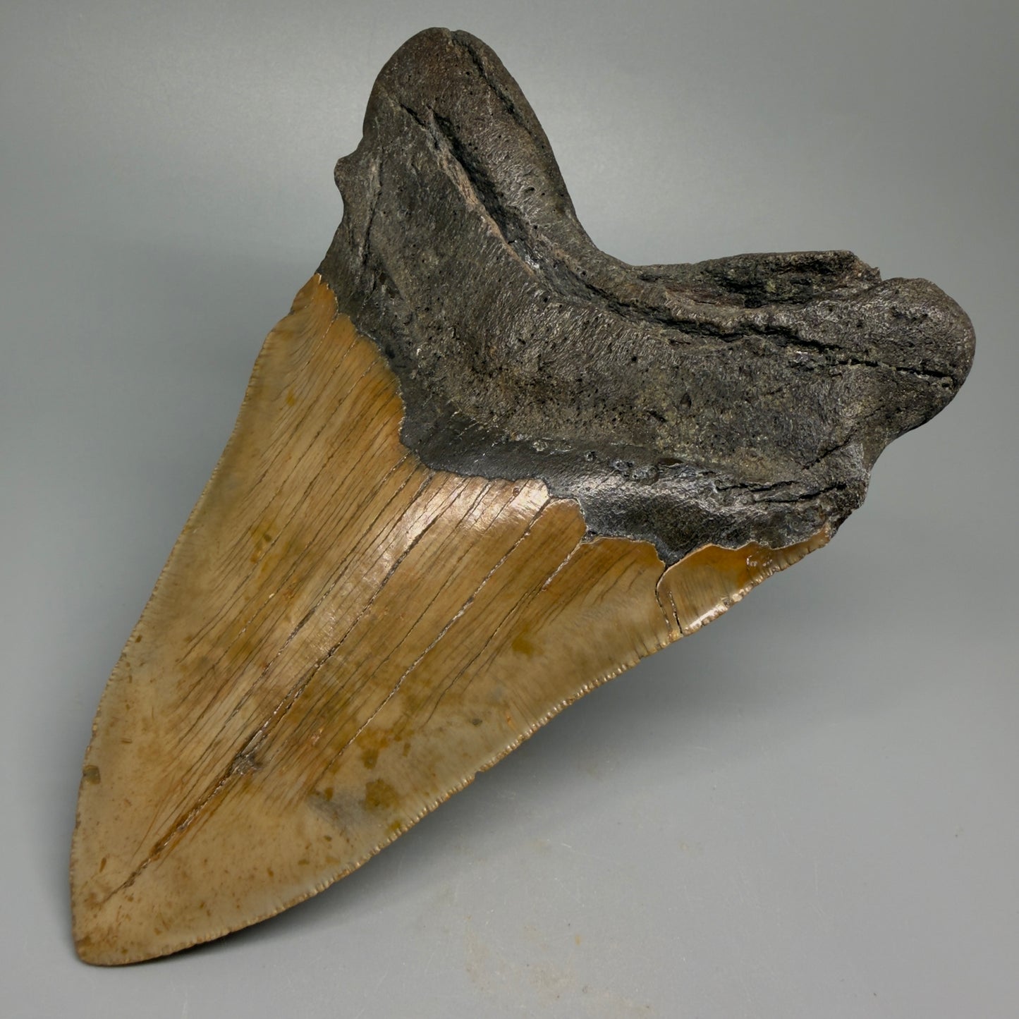 HUGE 6.26" Fossil Megalodon Shark Tooth - Wilmington North Carolina CM5380 - Back Right