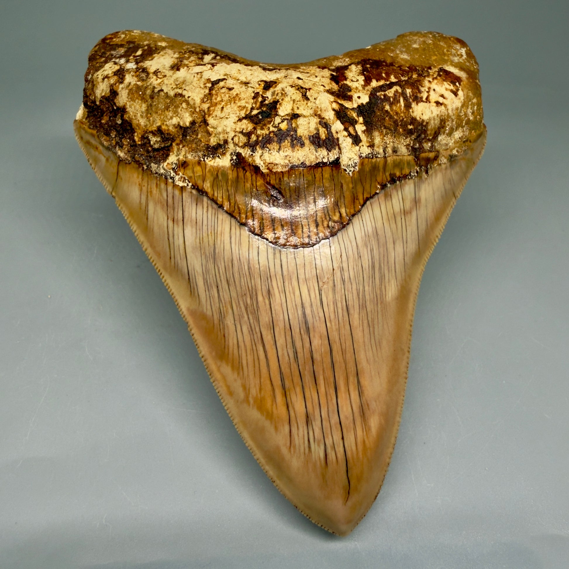 Front View Collector's Quality, colorful 5.06″ Colorful Megalodon Tooth – West Java Indonesia CM5844 - 1