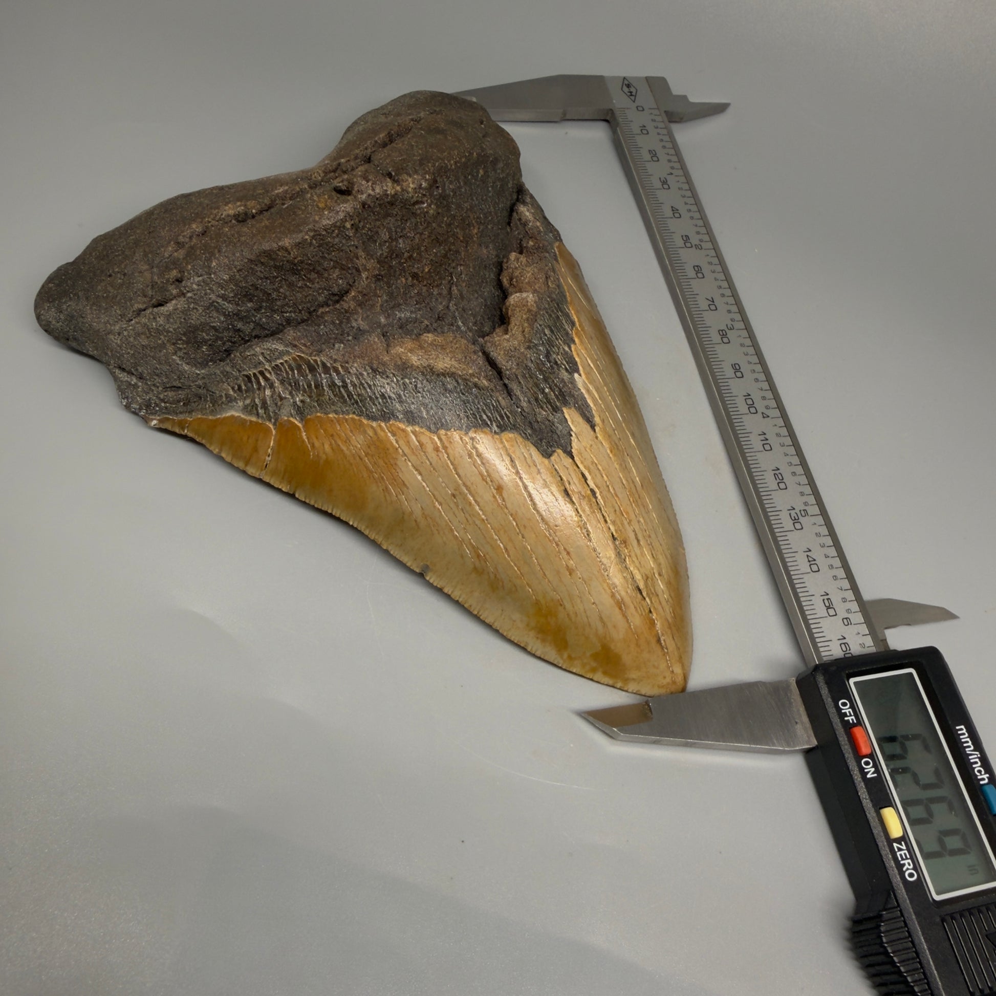 HUGE 6.26" Fossil Megalodon Shark Tooth - Wilmington North Carolina CM5380 - Front in calipers 