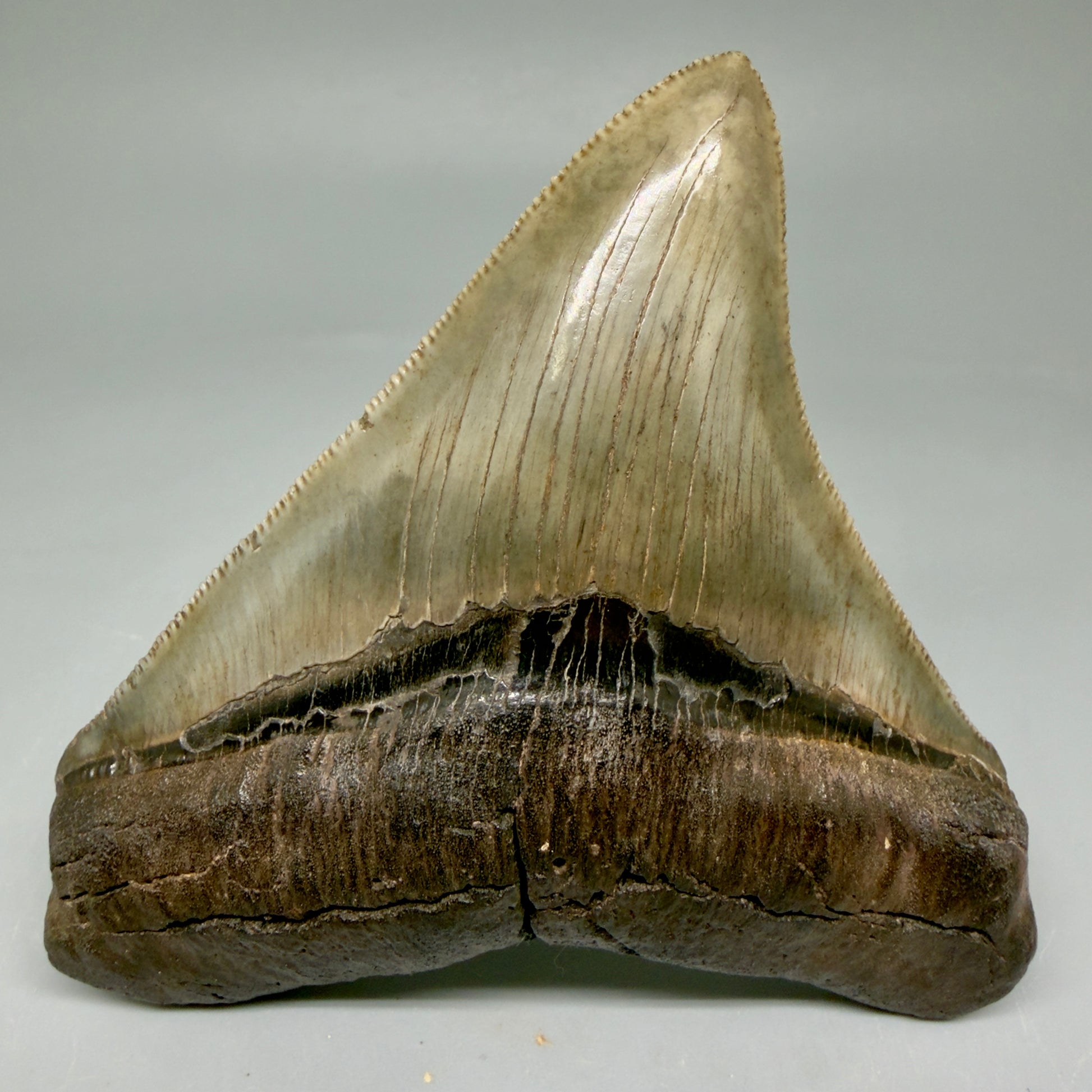 Front View 3.85" Fossil Megalodon Shark Tooth - Georgia - Colorful, sharply serrated - Collector's Quality CM5847 - 4