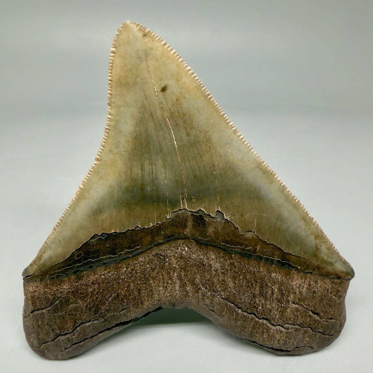 Back View 3.85" Fossil Megalodon Shark Tooth - Georgia - Colorful, sharply serrated - Collector's Quality CM5847