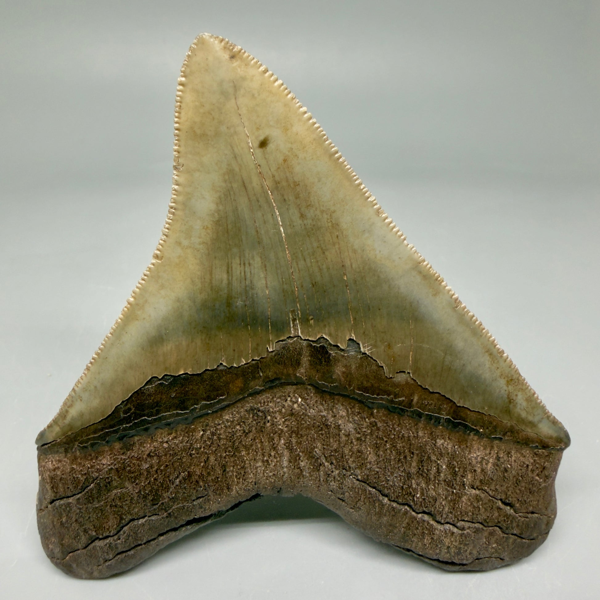 Back View 3.85" Fossil Megalodon Shark Tooth - Georgia - Colorful, sharply serrated - Collector's Quality CM5847