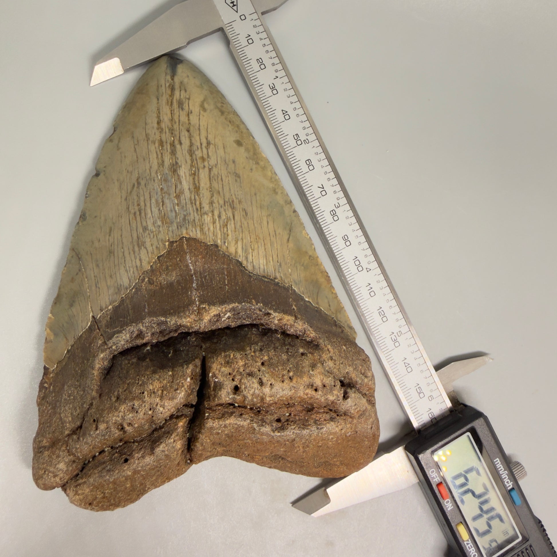 HUGE 6.24" Fossil Megalodon Shark Tooth - Wilmington North Carolina CM5379 - Front  in calipers