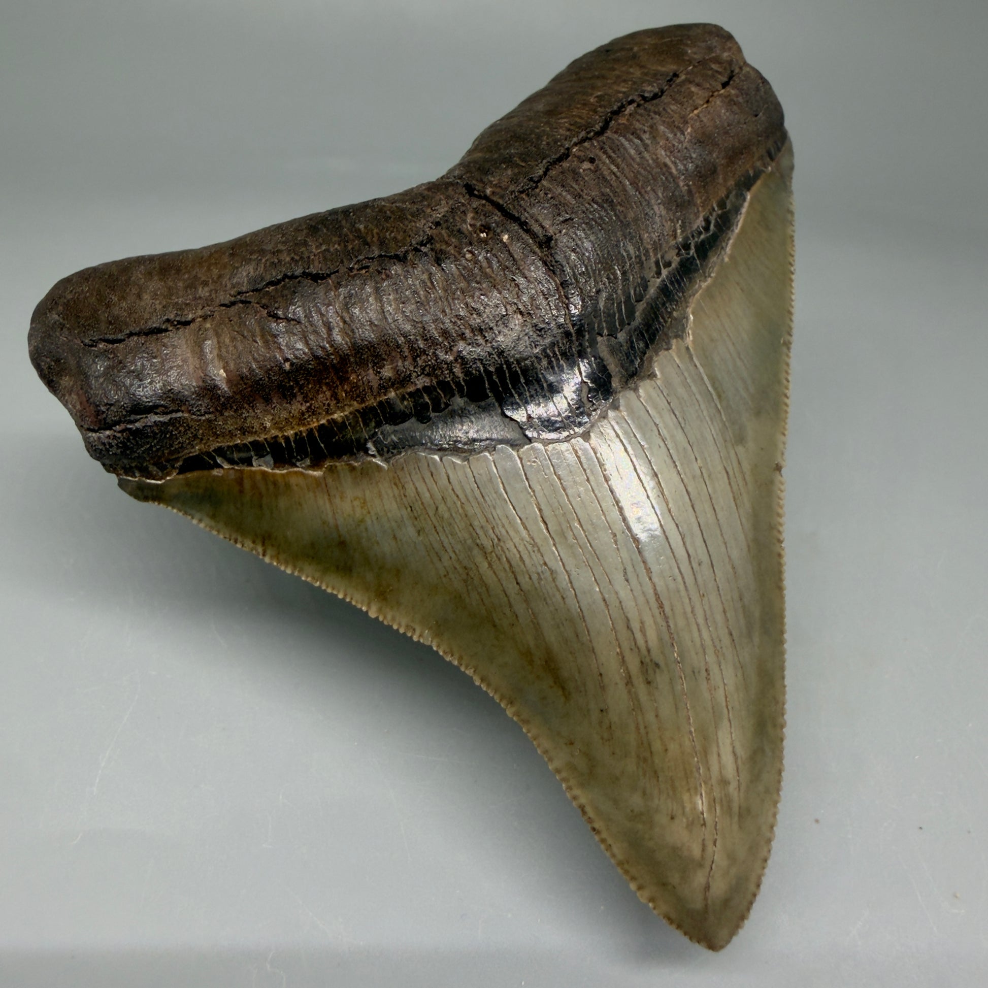 Front Left View 3.85" Fossil Megalodon Shark Tooth - Georgia - Colorful, sharply serrated - Collector's Quality CM5847