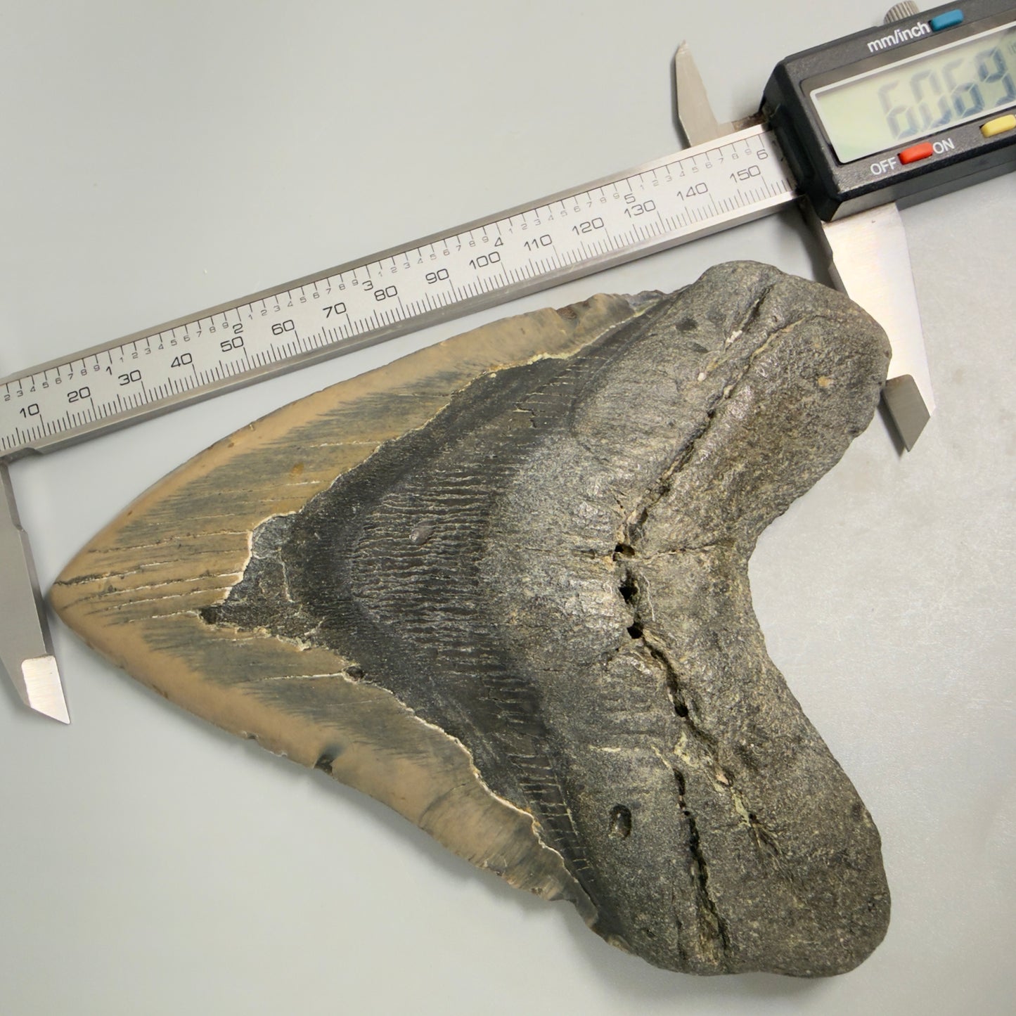 Huge, colorful 6.06" Fossil Megalodon Tooth - Wilmington North Carolina CM5377 - Front in calipers
