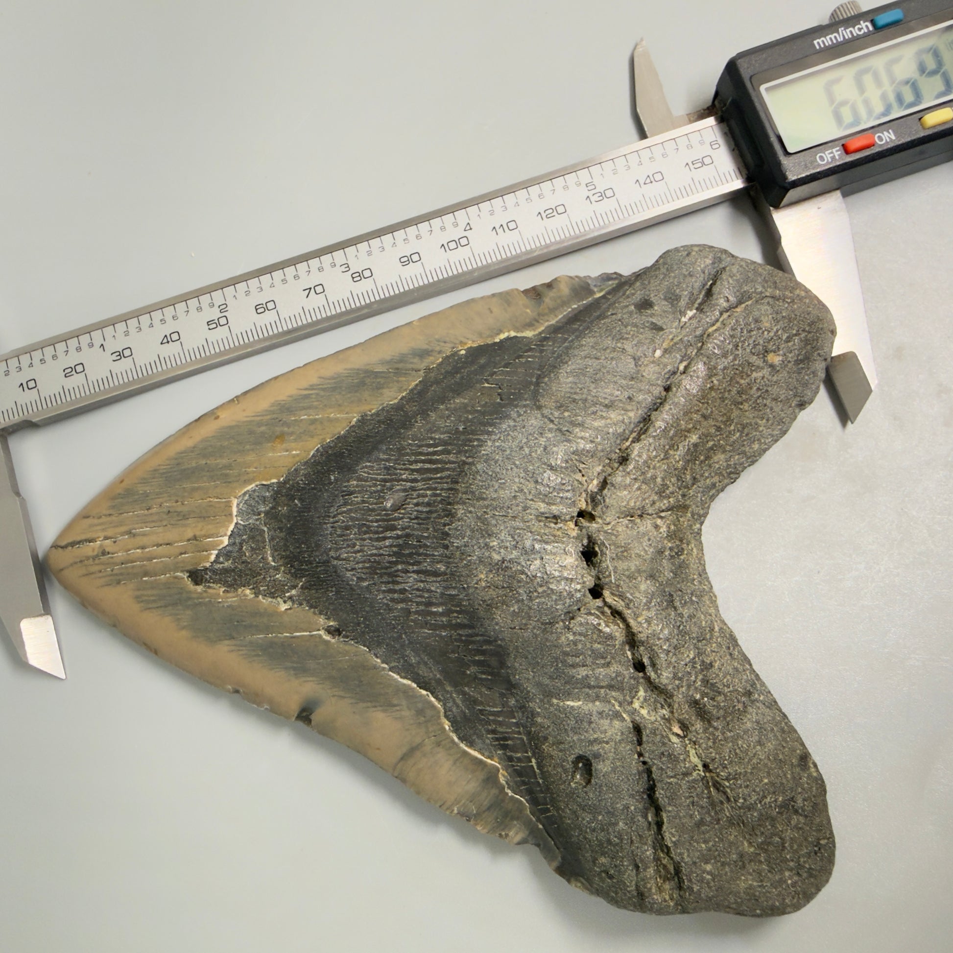 Huge, colorful 6.06" Fossil Megalodon Tooth - Wilmington North Carolina CM5377 - Front in calipers