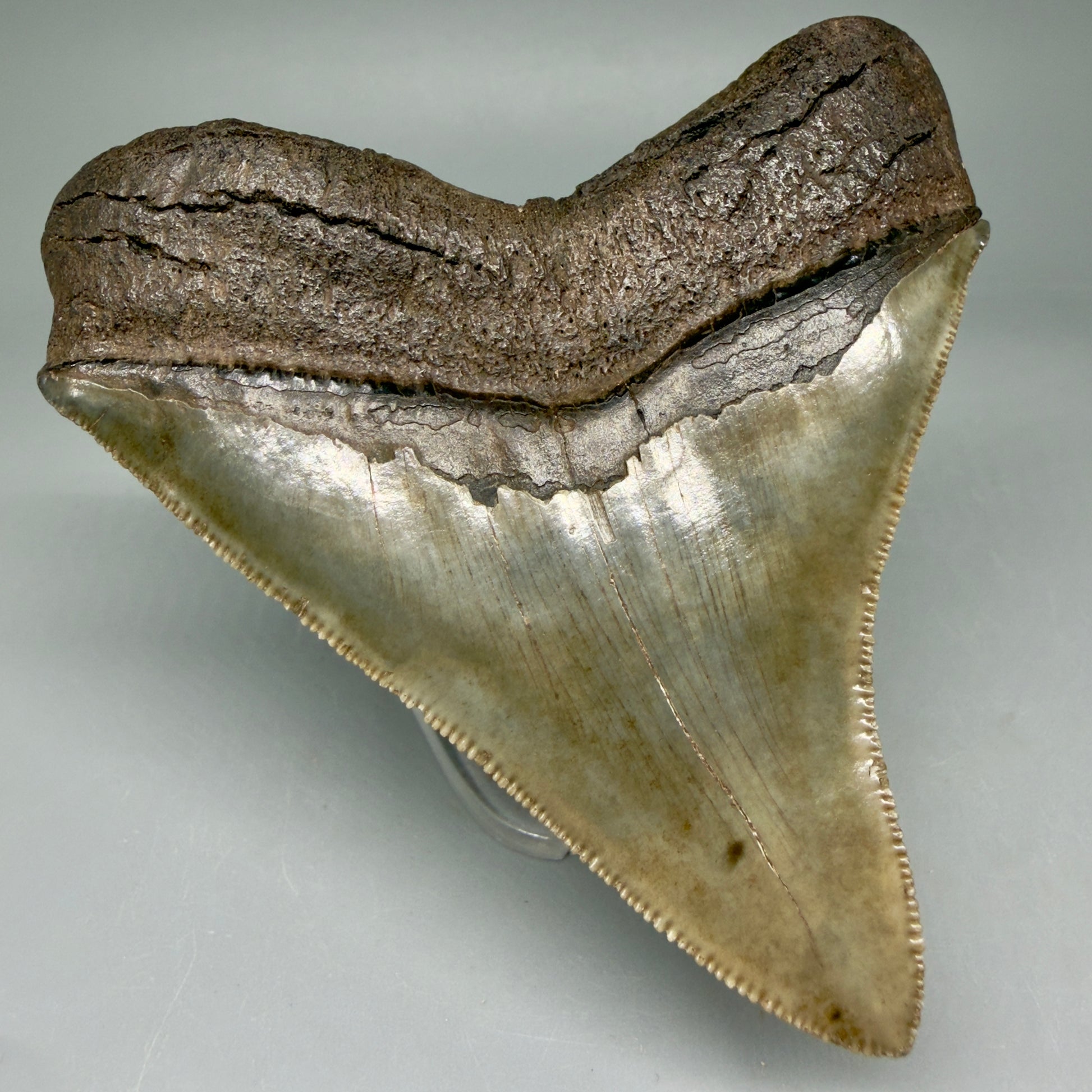 Back Left View 3.85" Fossil Megalodon Shark Tooth - Georgia - Colorful, sharply serrated - Collector's Quality CM5847