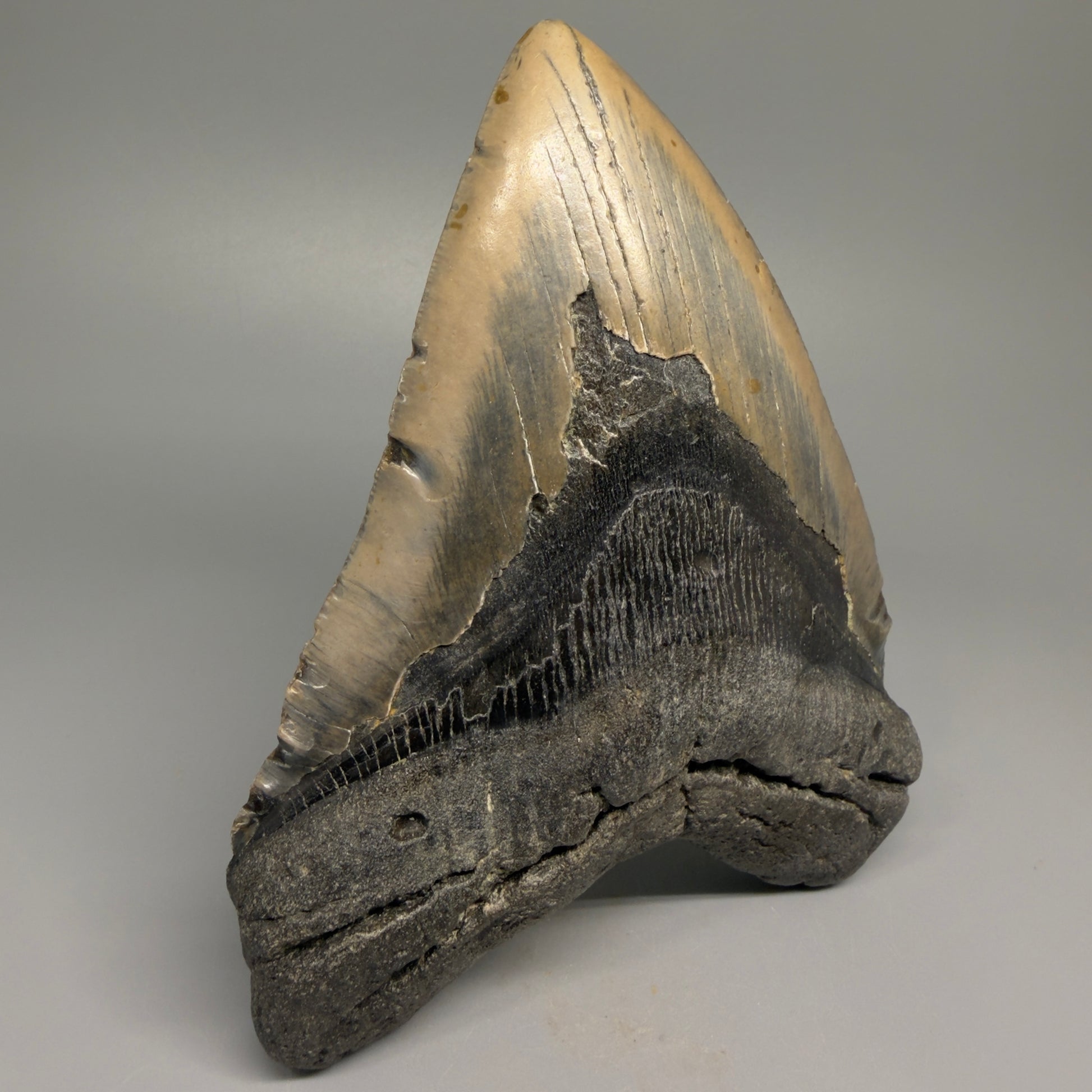 Huge, colorful 6.06" Fossil Megalodon Tooth - Wilmington North Carolina CM5377 - Front Left 1