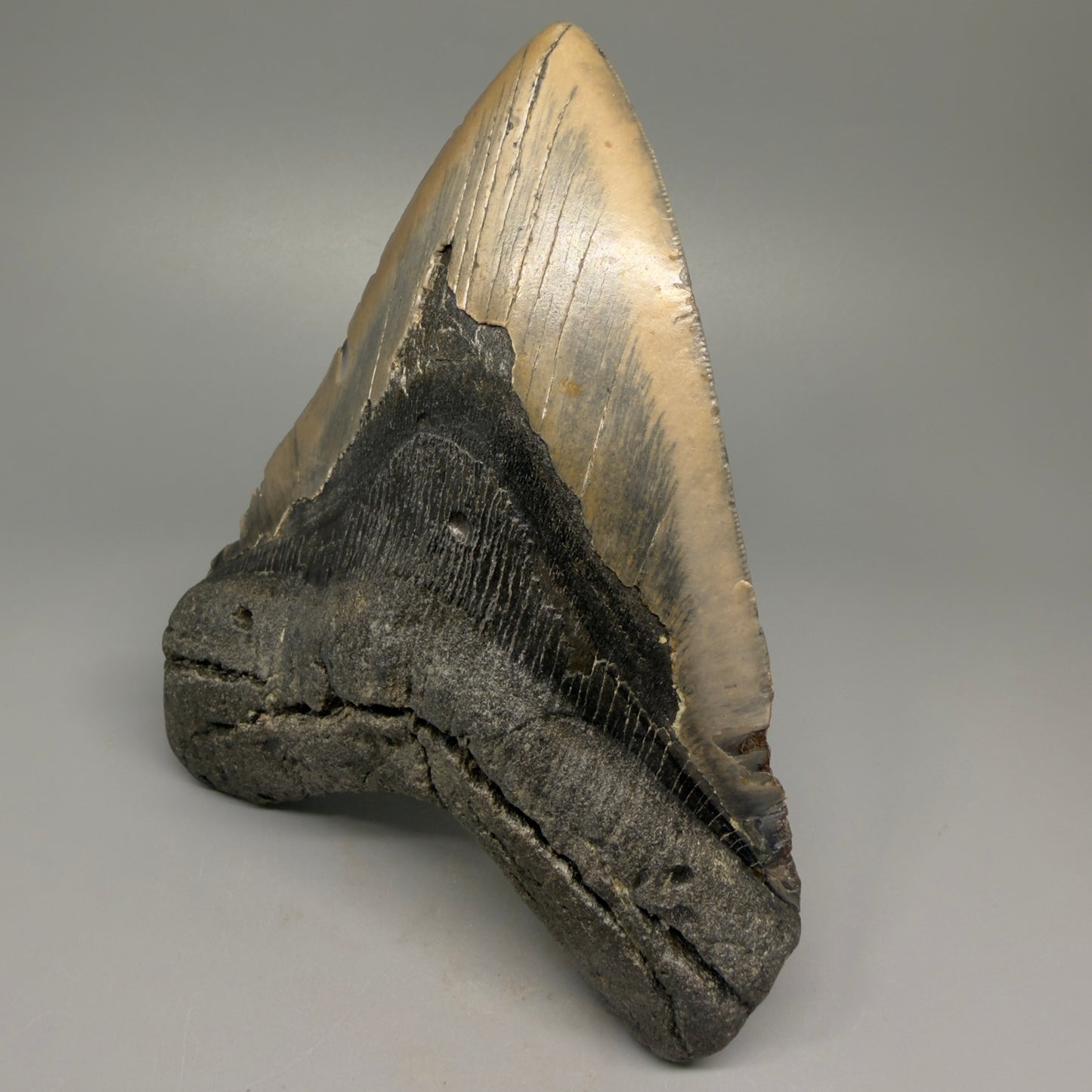Huge, colorful 6.06" Fossil Megalodon Tooth - Wilmington North Carolina CM5377 - Front Right