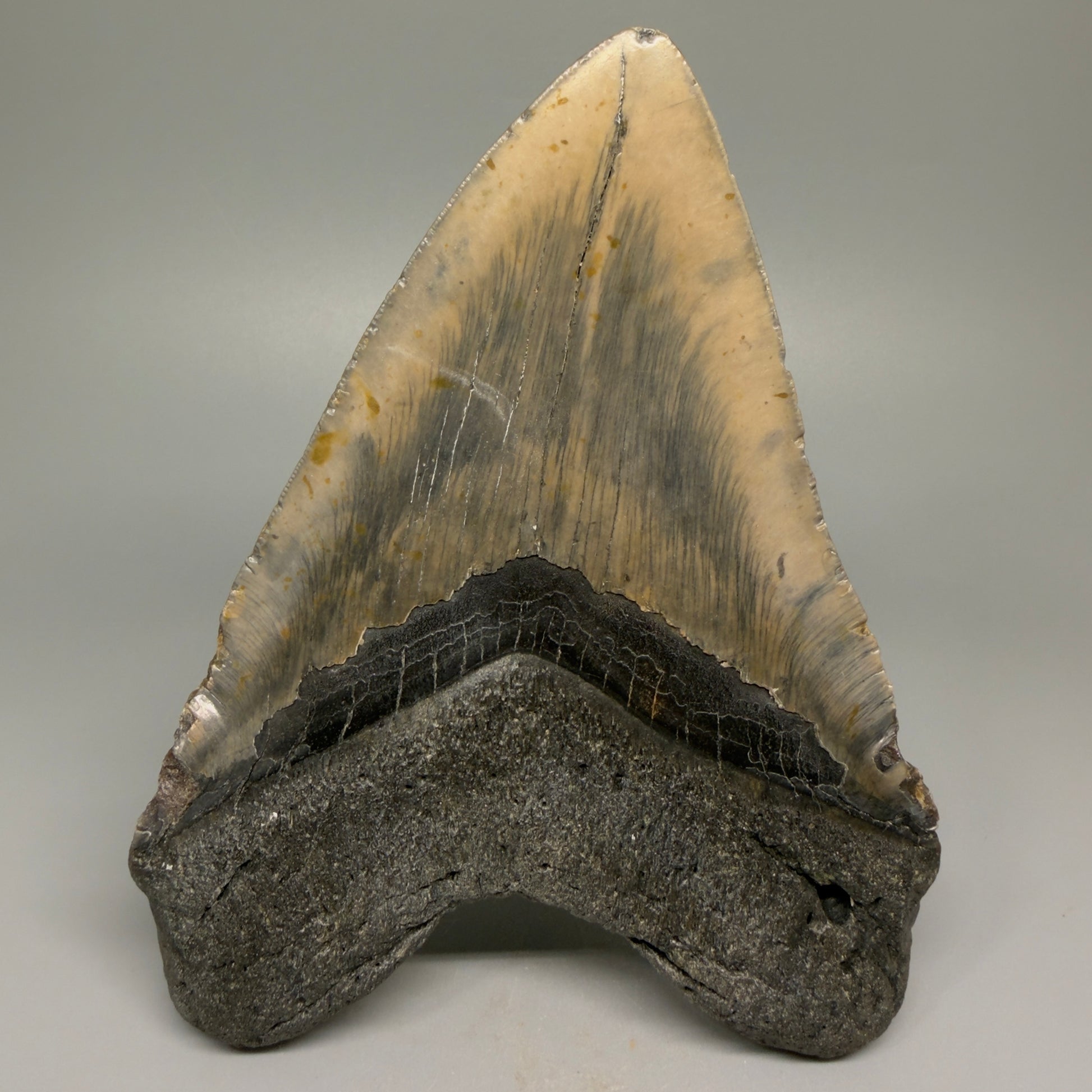 Huge, colorful 6.06" Fossil Megalodon Tooth - Wilmington North Carolina CM5377 - Back
