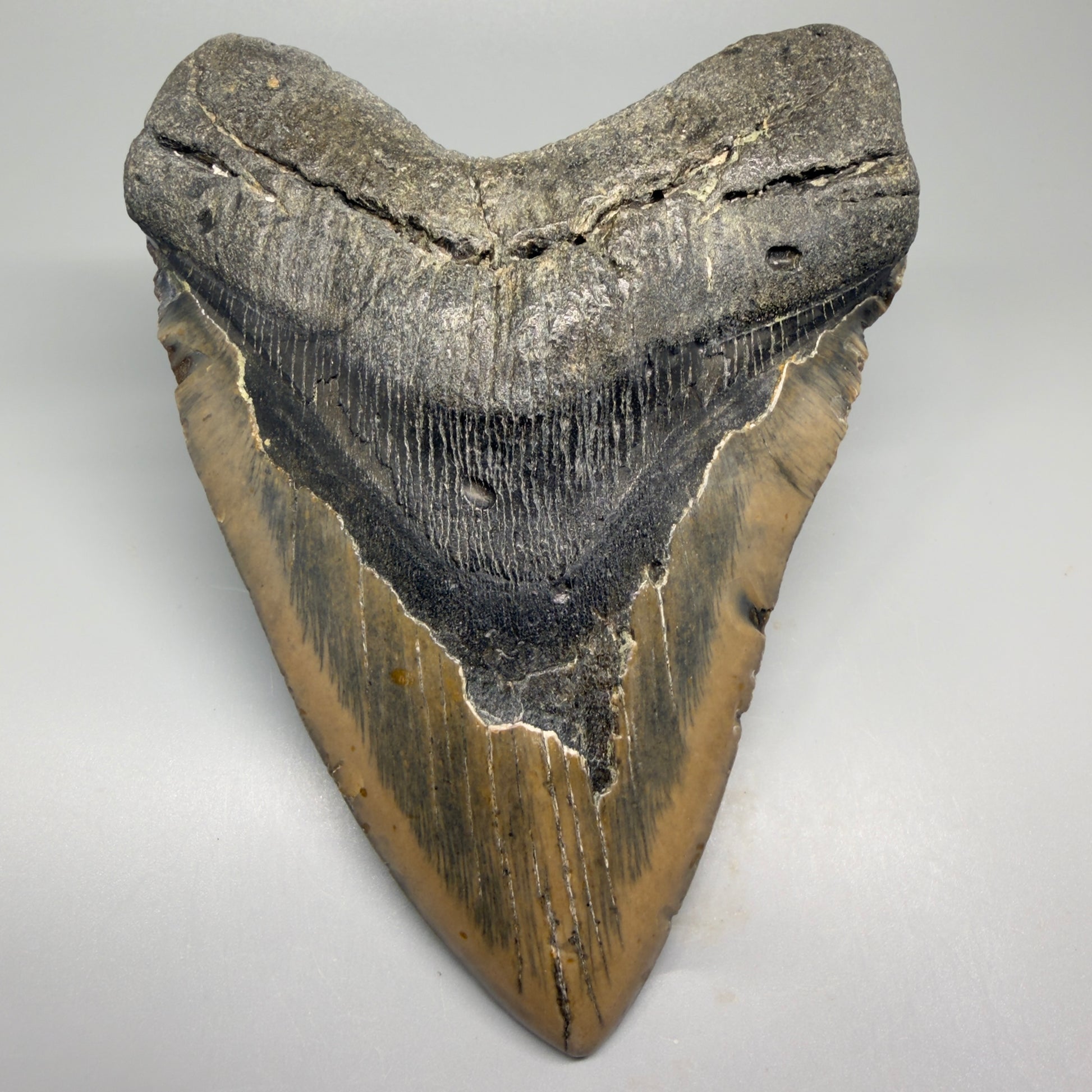 Huge, colorful 6.06" Fossil Megalodon Tooth - Wilmington North Carolina CM5377 - Front 1