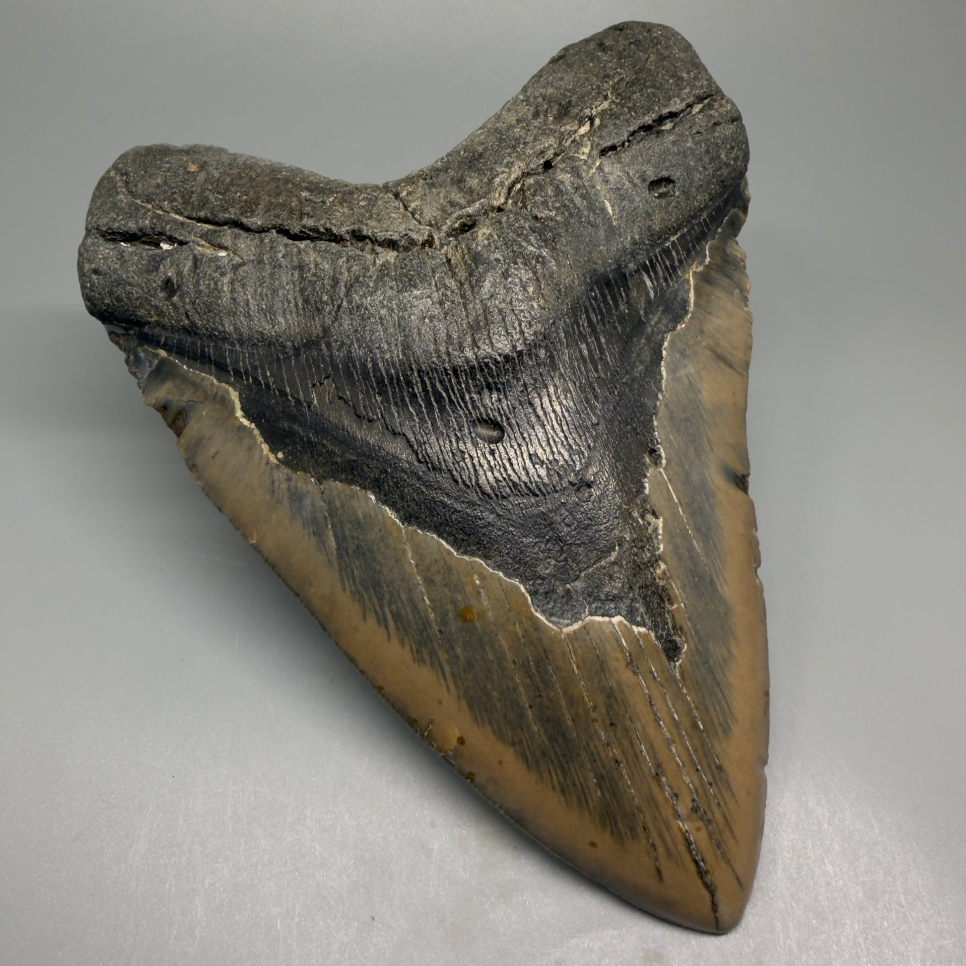 Huge, colorful 6.06" Fossil Megalodon Tooth - Wilmington North Carolina CM5377 - Front Left 1