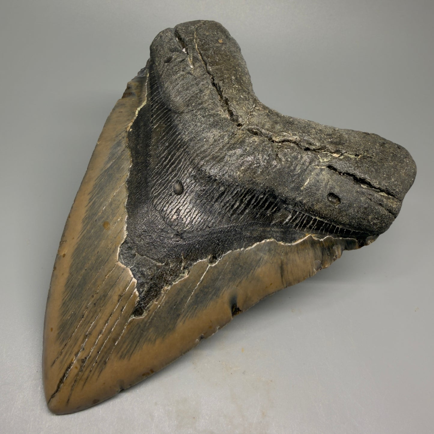Huge, colorful 6.06" Fossil Megalodon Tooth - Wilmington North Carolina CM5377 - Front Right 1
