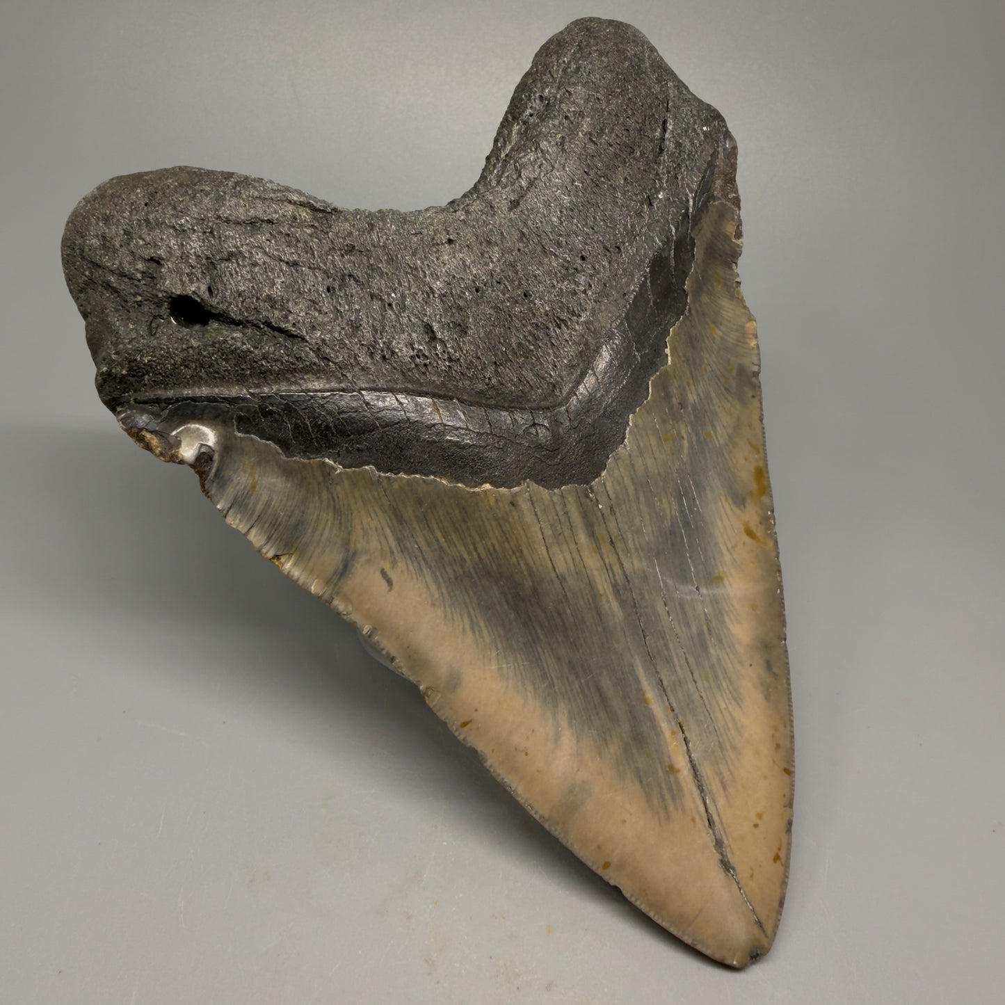 Huge, colorful 6.06" Fossil Megalodon Tooth - Wilmington North Carolina CM5377 - Back Left